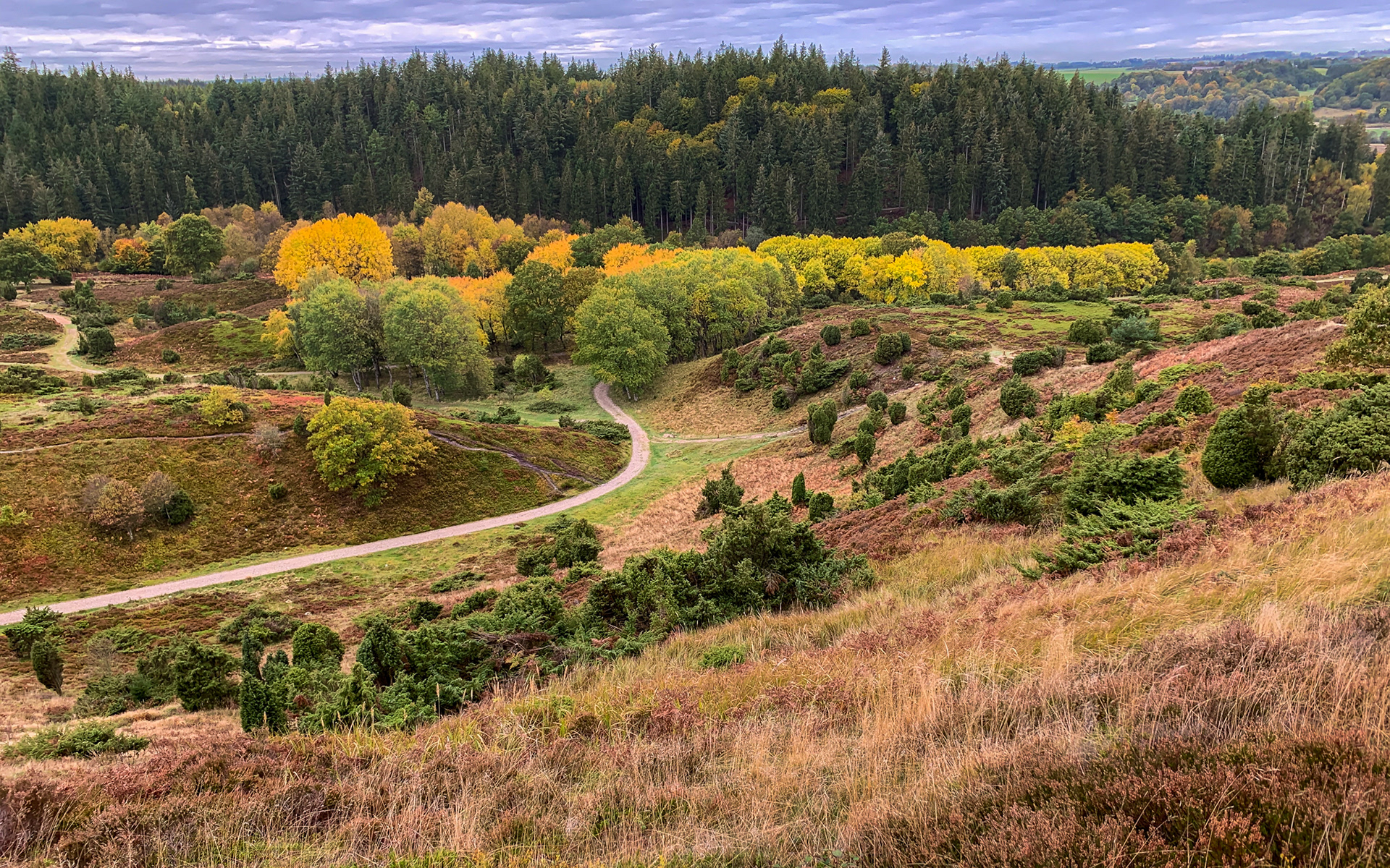 Efterårsfarver i Rebild Bakker