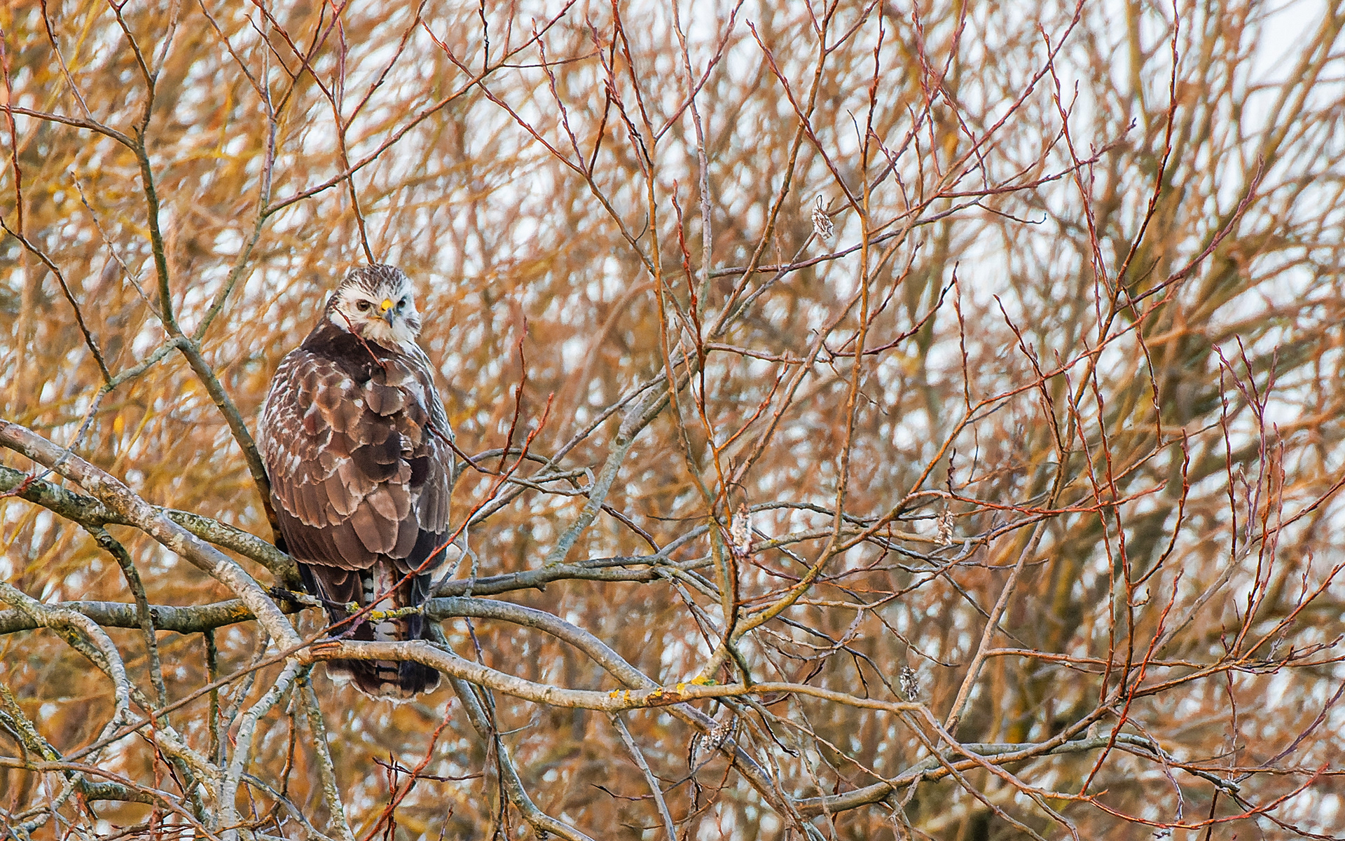 Lys musvåge - Lille Vildmose