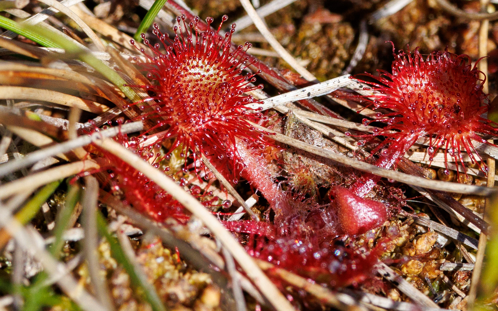 Soldug i Portlandsmosen