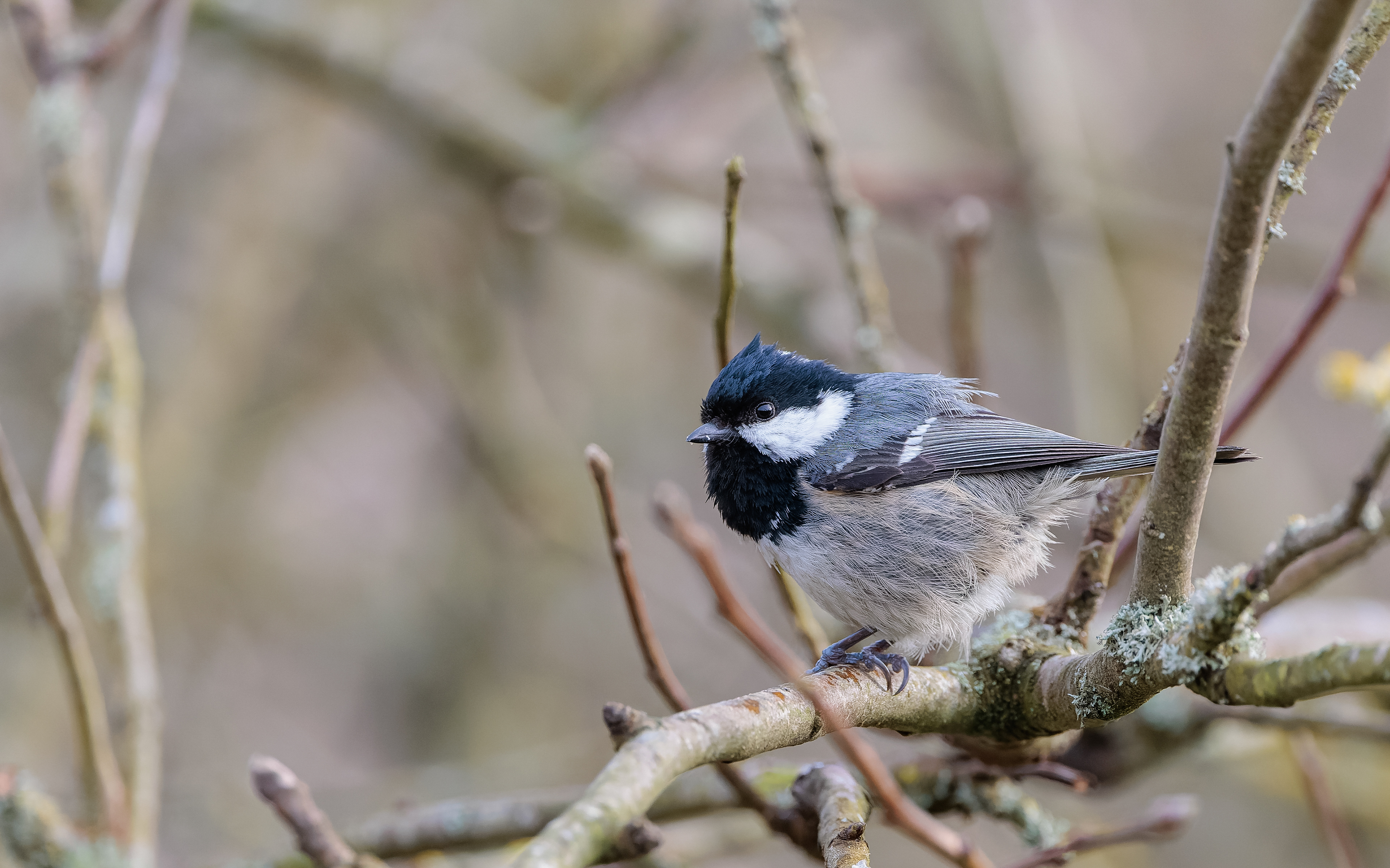 Sortmejse hjemme i haven. 23. marts