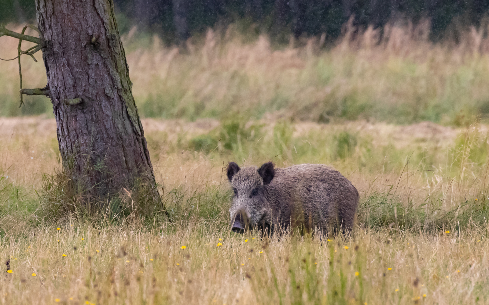 Tofte Skov. Vildsvin