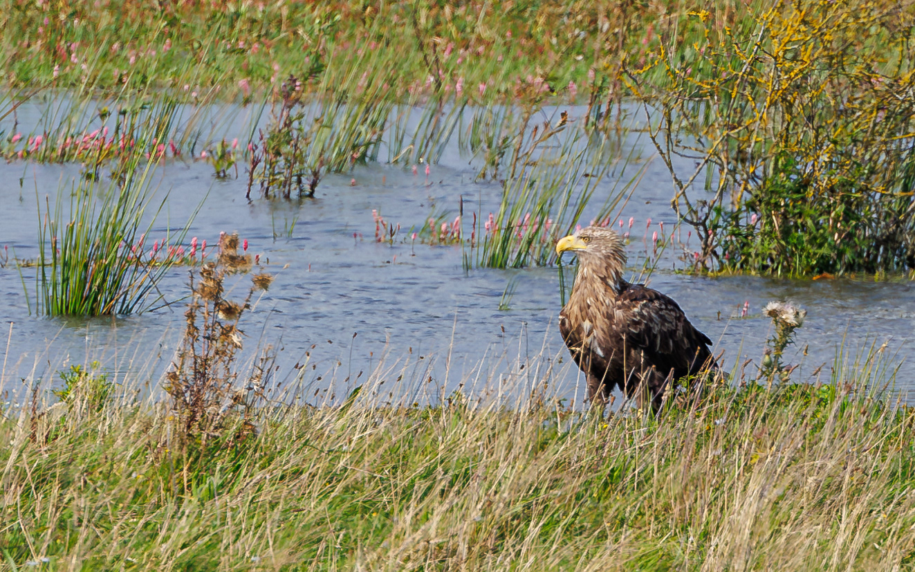 Havørn. Juelstrup Sø