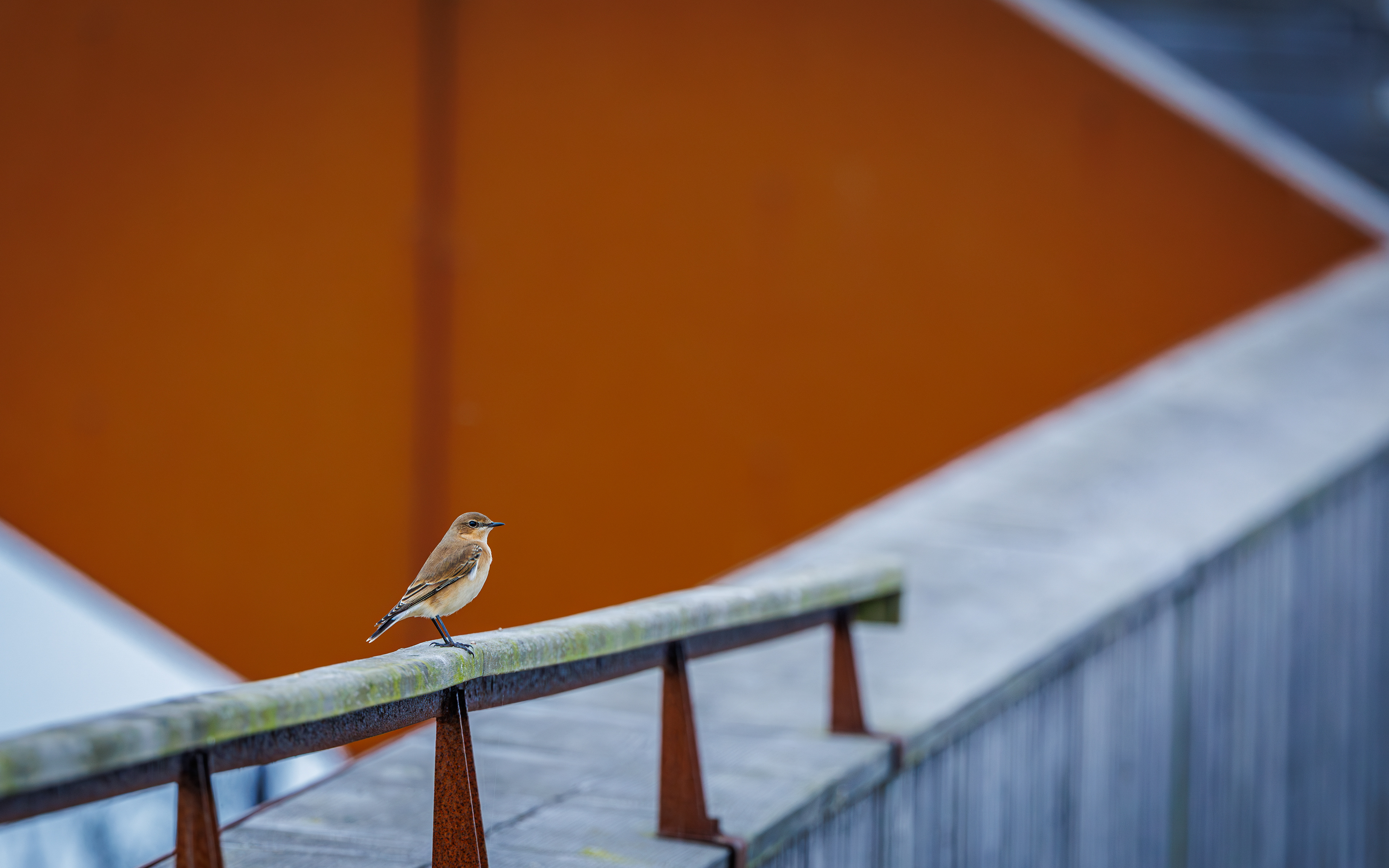 Stenpikker i Store Vildmose (ved Aage V. Jensen-tårnet)