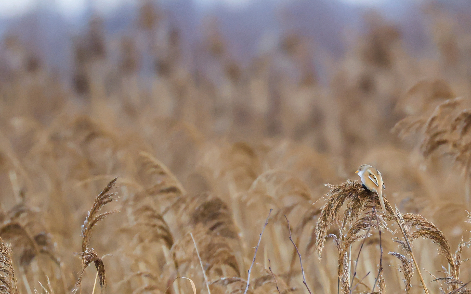 Skægmejser i Lille Vildmose