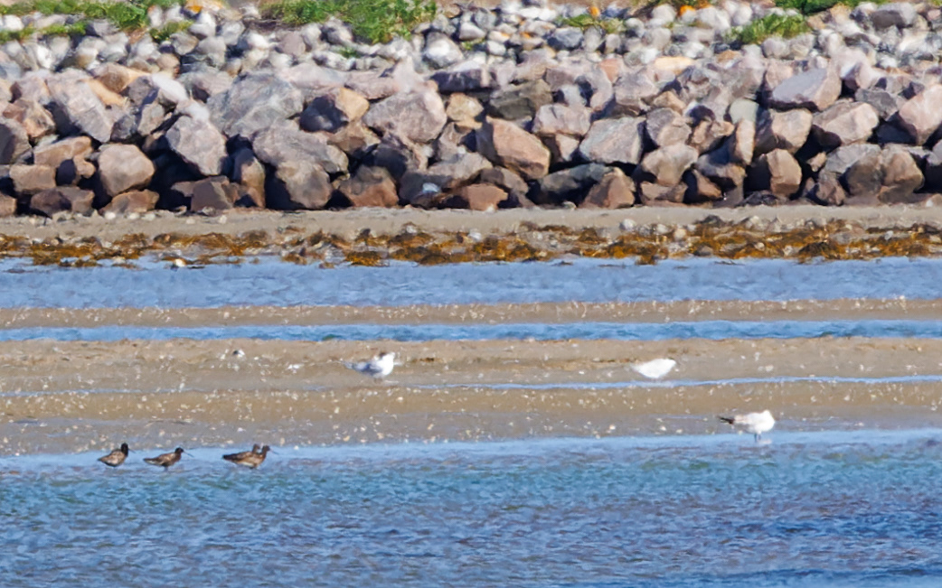 Sortklirer. Øst for færgehavn i Ebeltoft