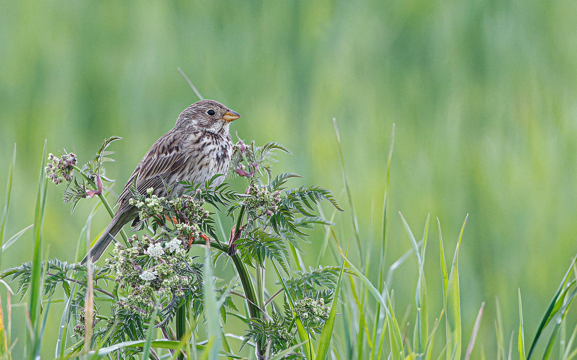 Bomlærke - Øland Vejle