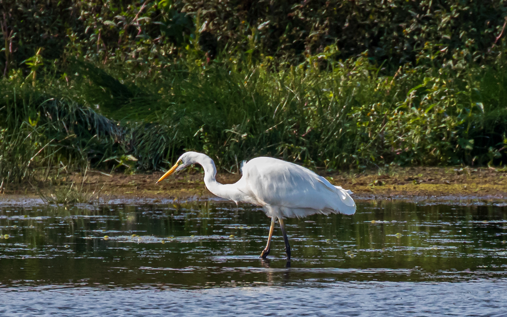 Sølvhejre i Birkesø