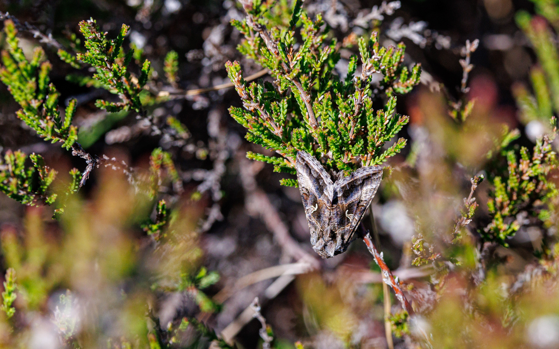 Gammaugle. Portlandsmosen