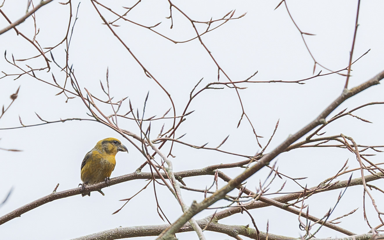Lille korsnæb - Leifs have (Skillingbro)