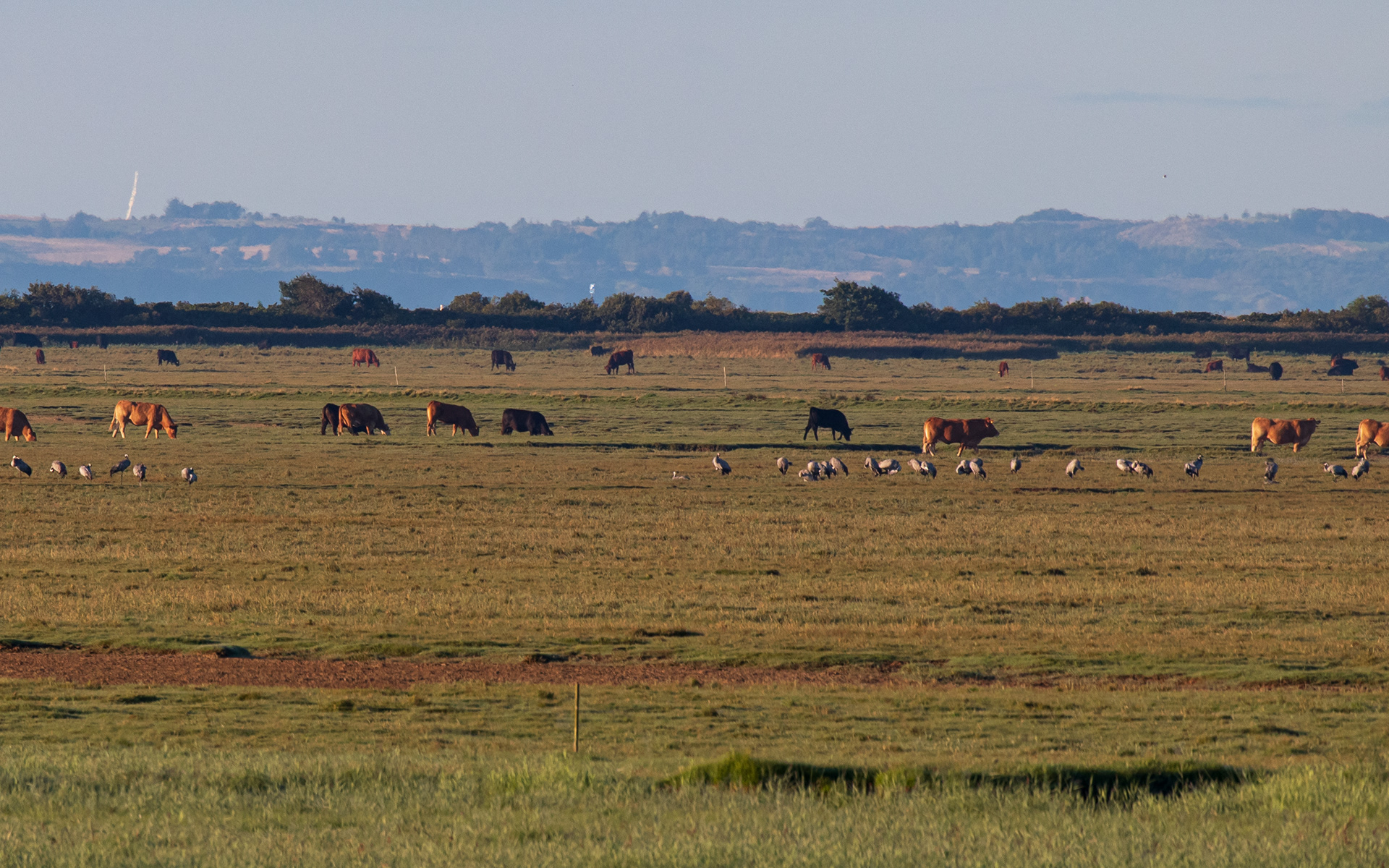 En hel del traner og køer på engen foran Kraptårnet