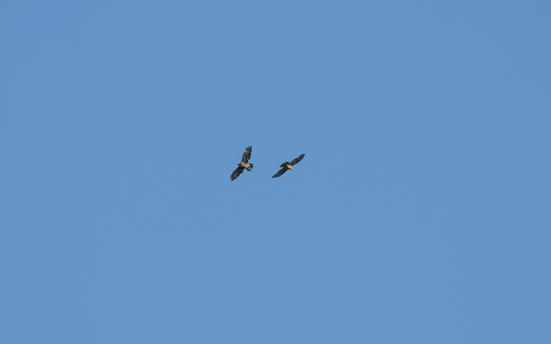 Hvepsevåge 9.8.2020 - sammen med musvåge?