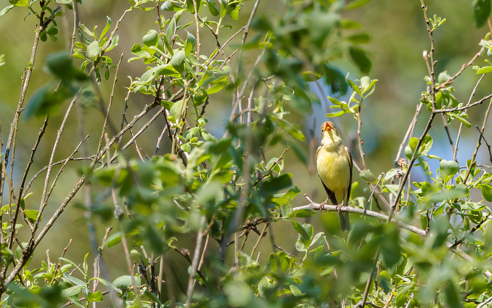 Øland (Sverige). Gulbug