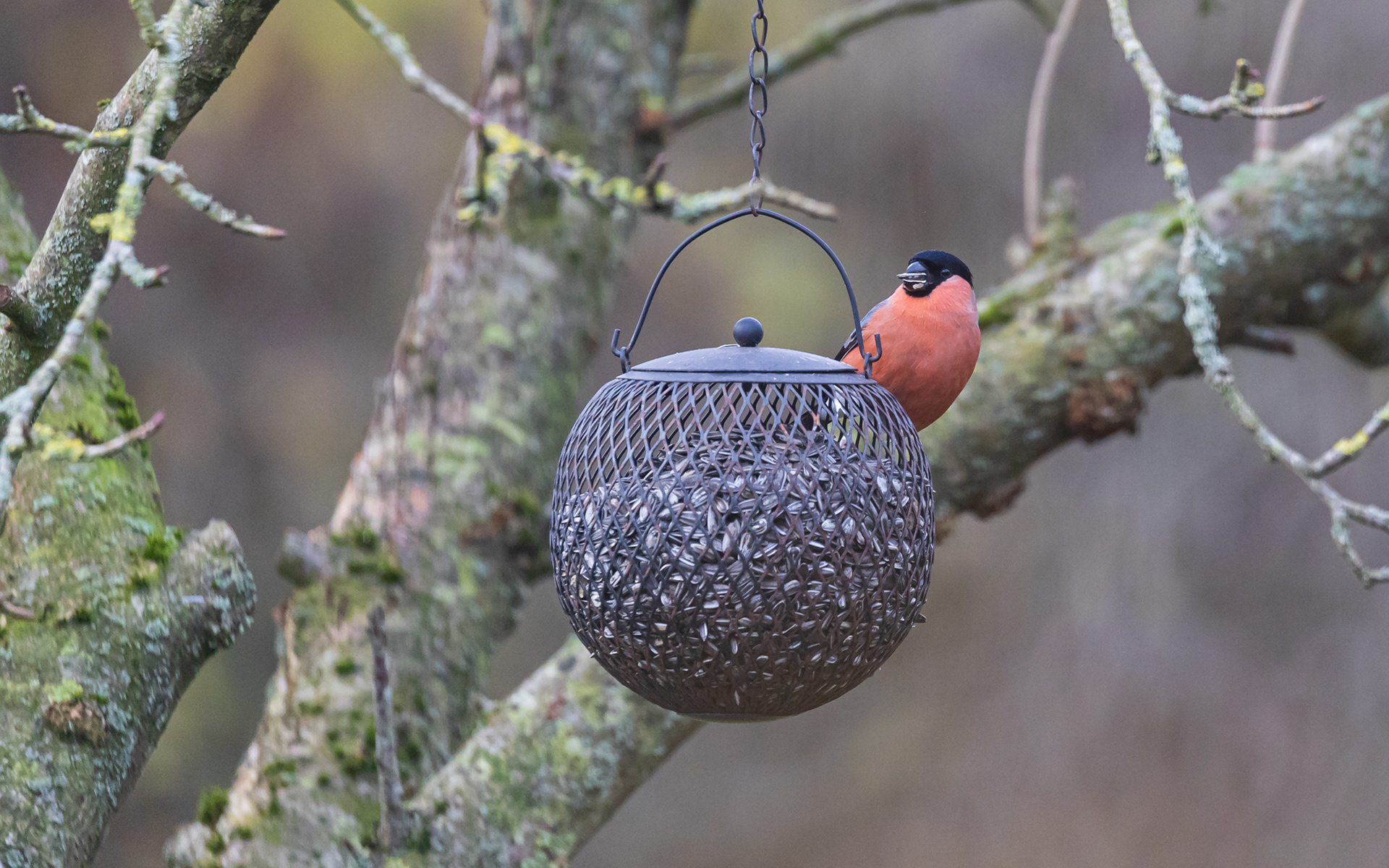 Dompap tager for sig af retterne. Hjemme i haven