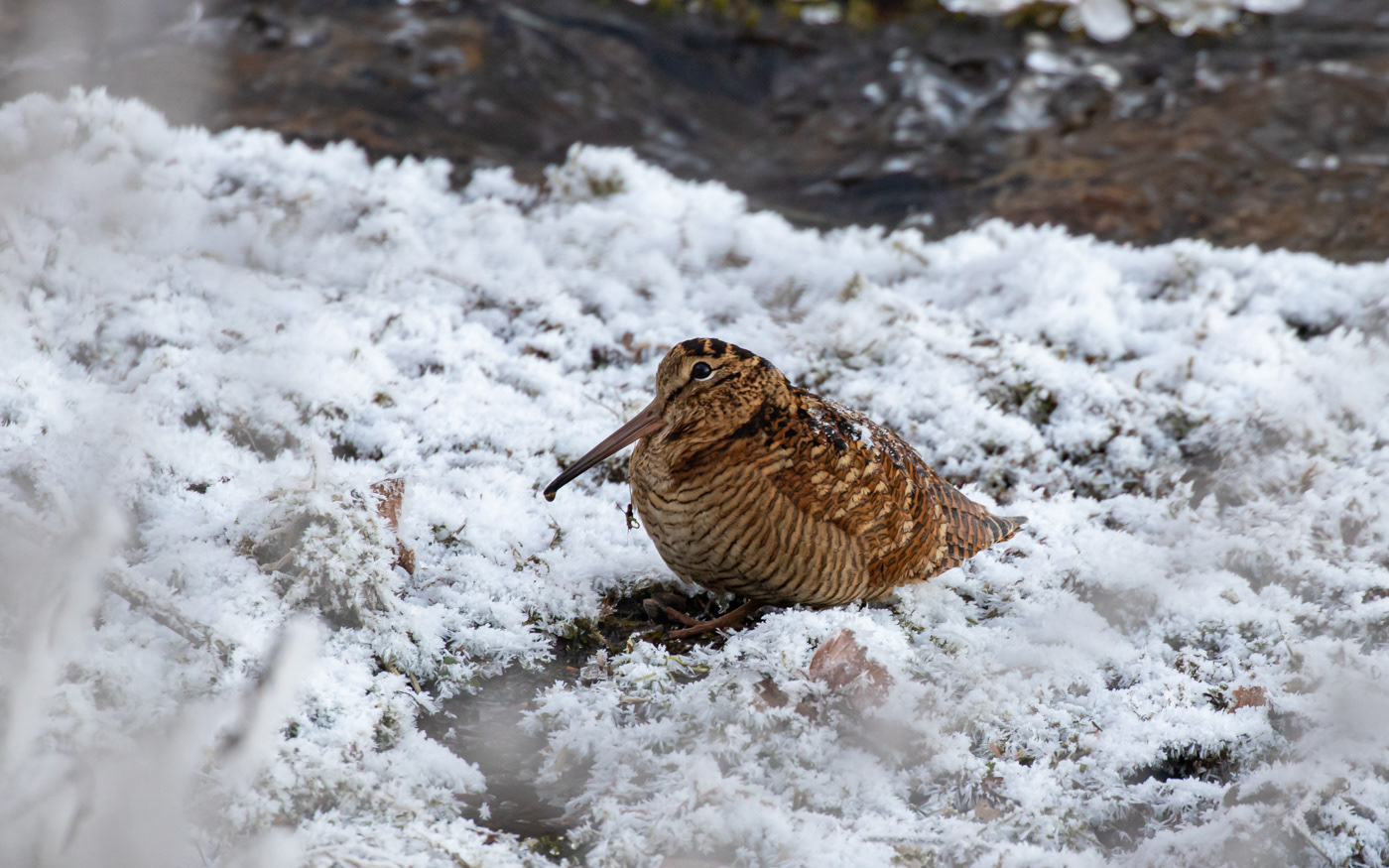 Skovsneppe i Ravnkilde