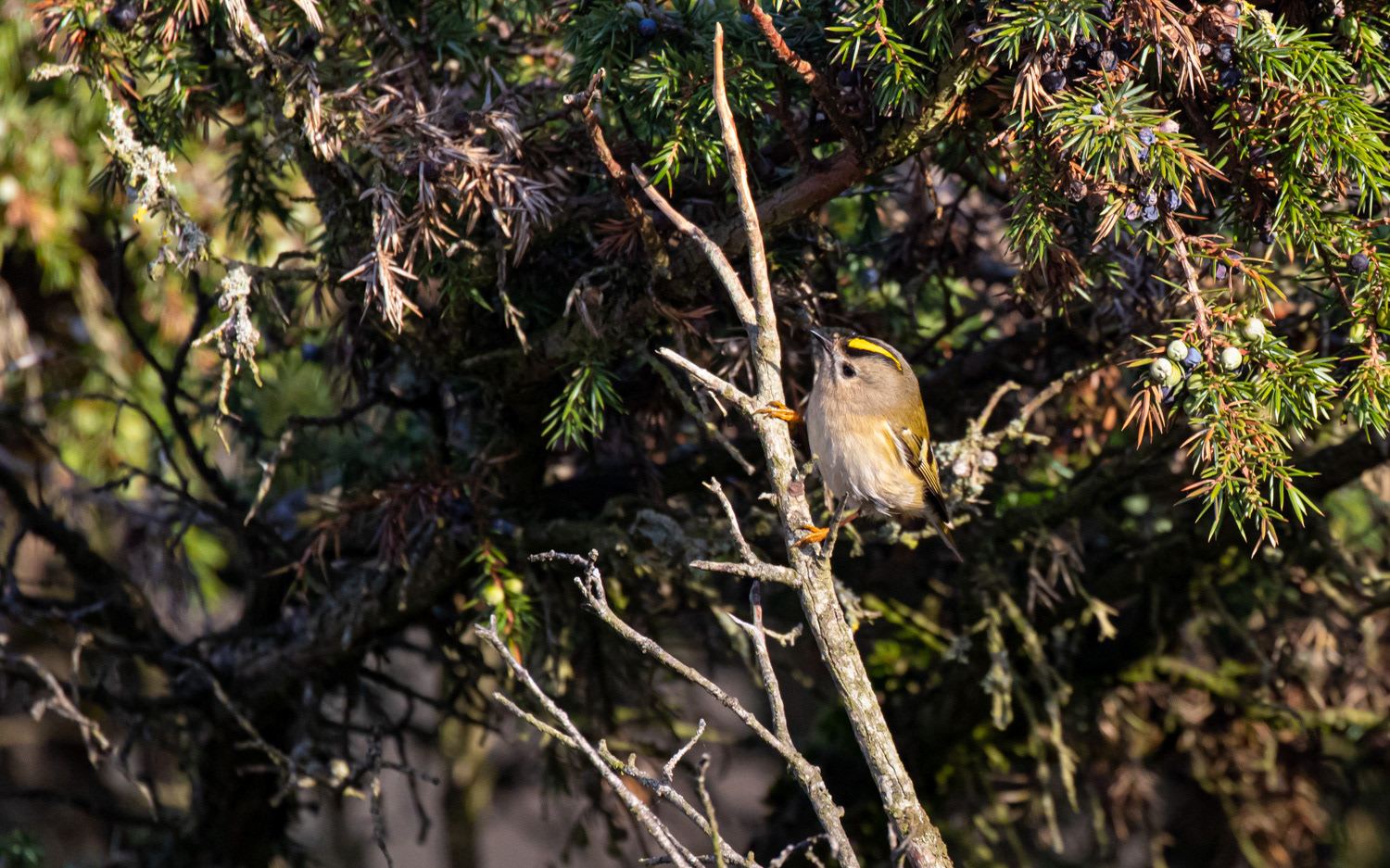 Fuglekonge i Rebild Bakker. 23.11.2020