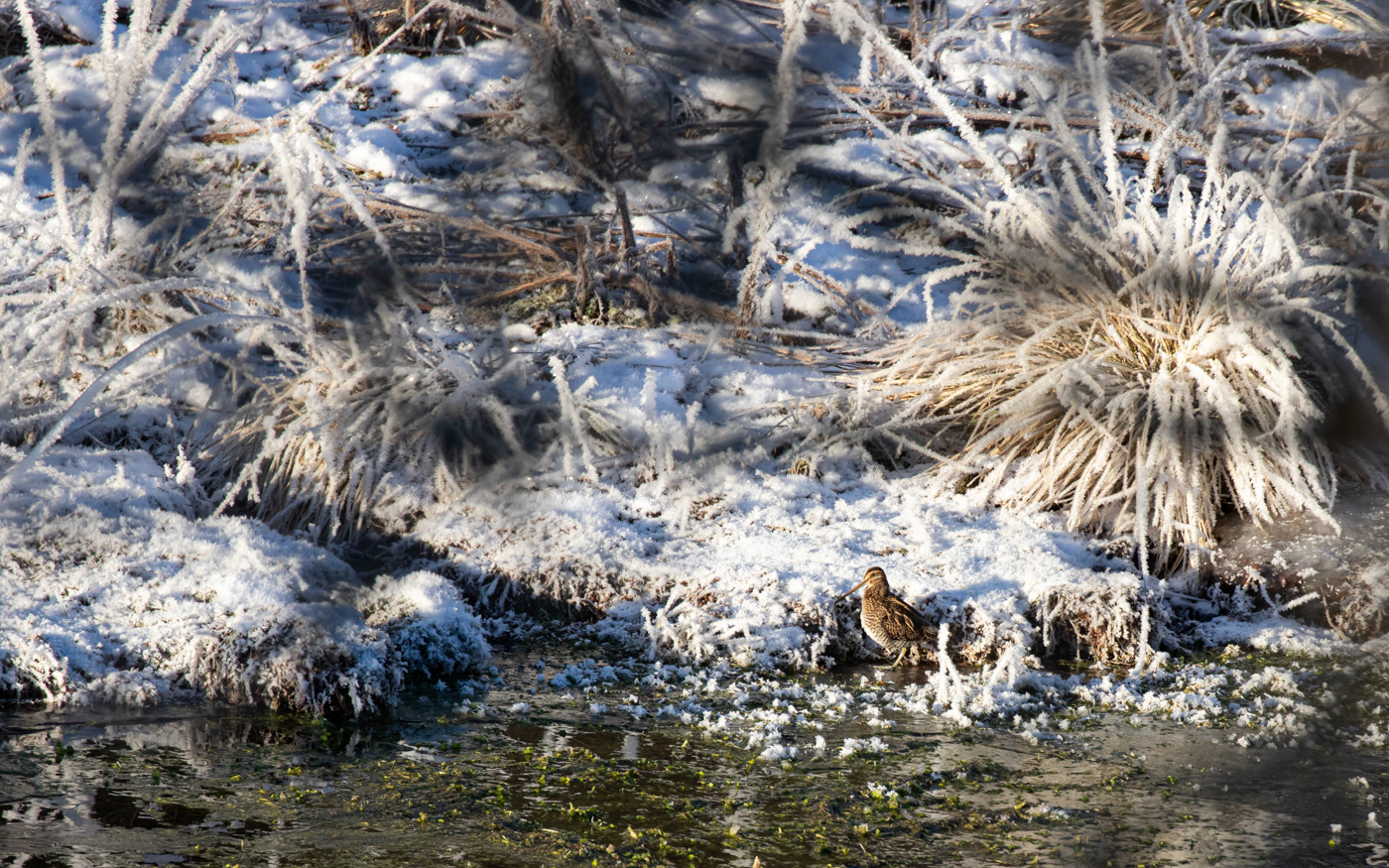 Dobbeltbekkasin i Kousbækken