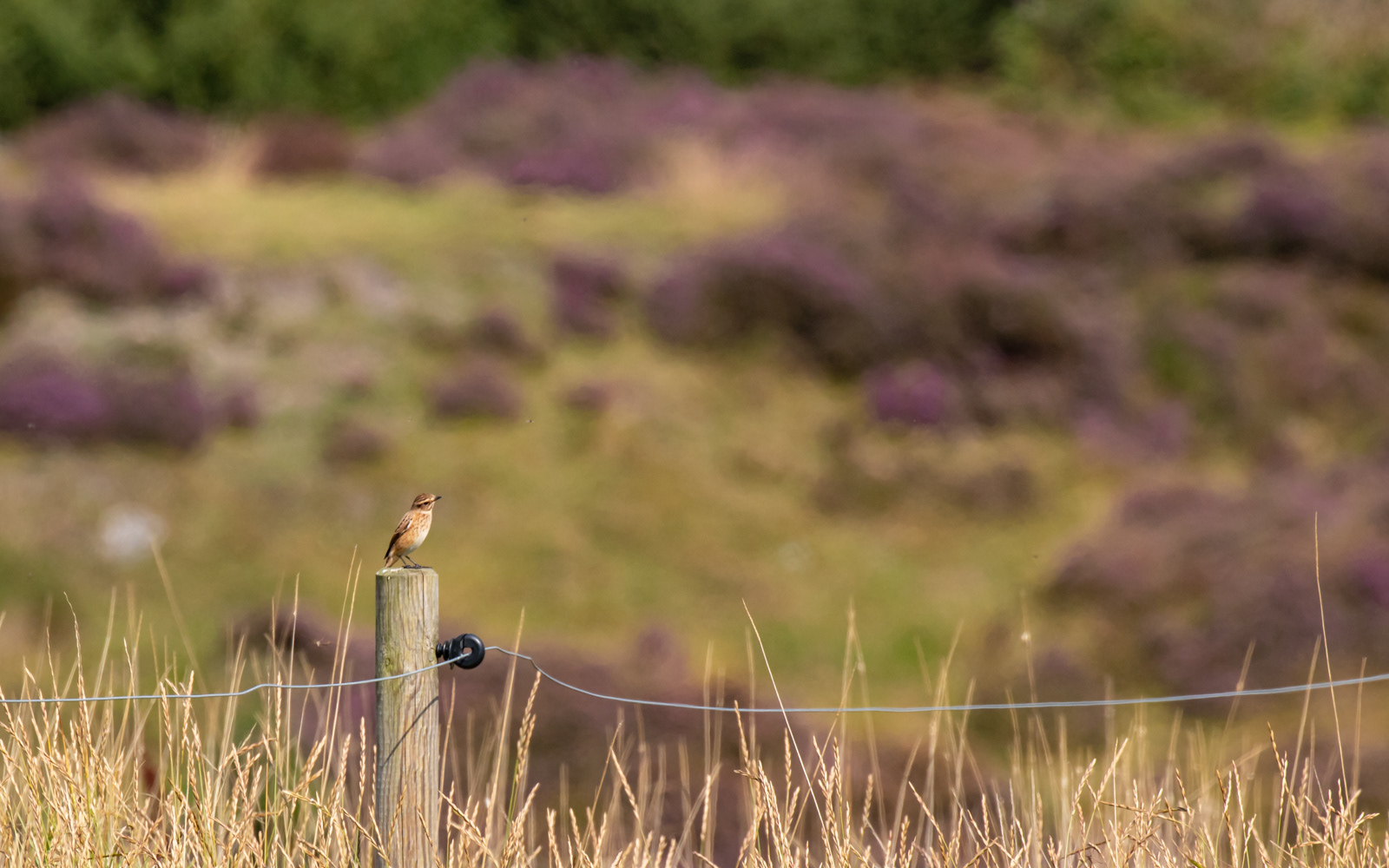 Bynkefugl i Gravlev Ådal