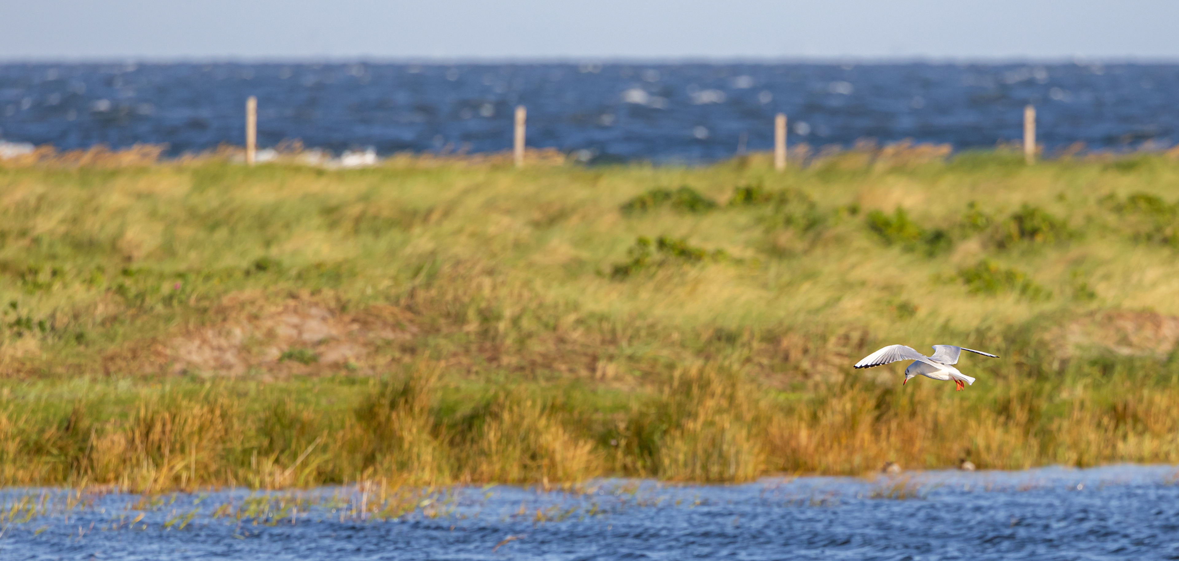 Hættemåge over Flommen
