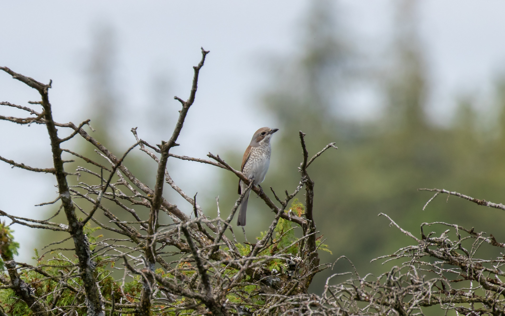 Rødrygget tornkade, hun. Rebild Bakker