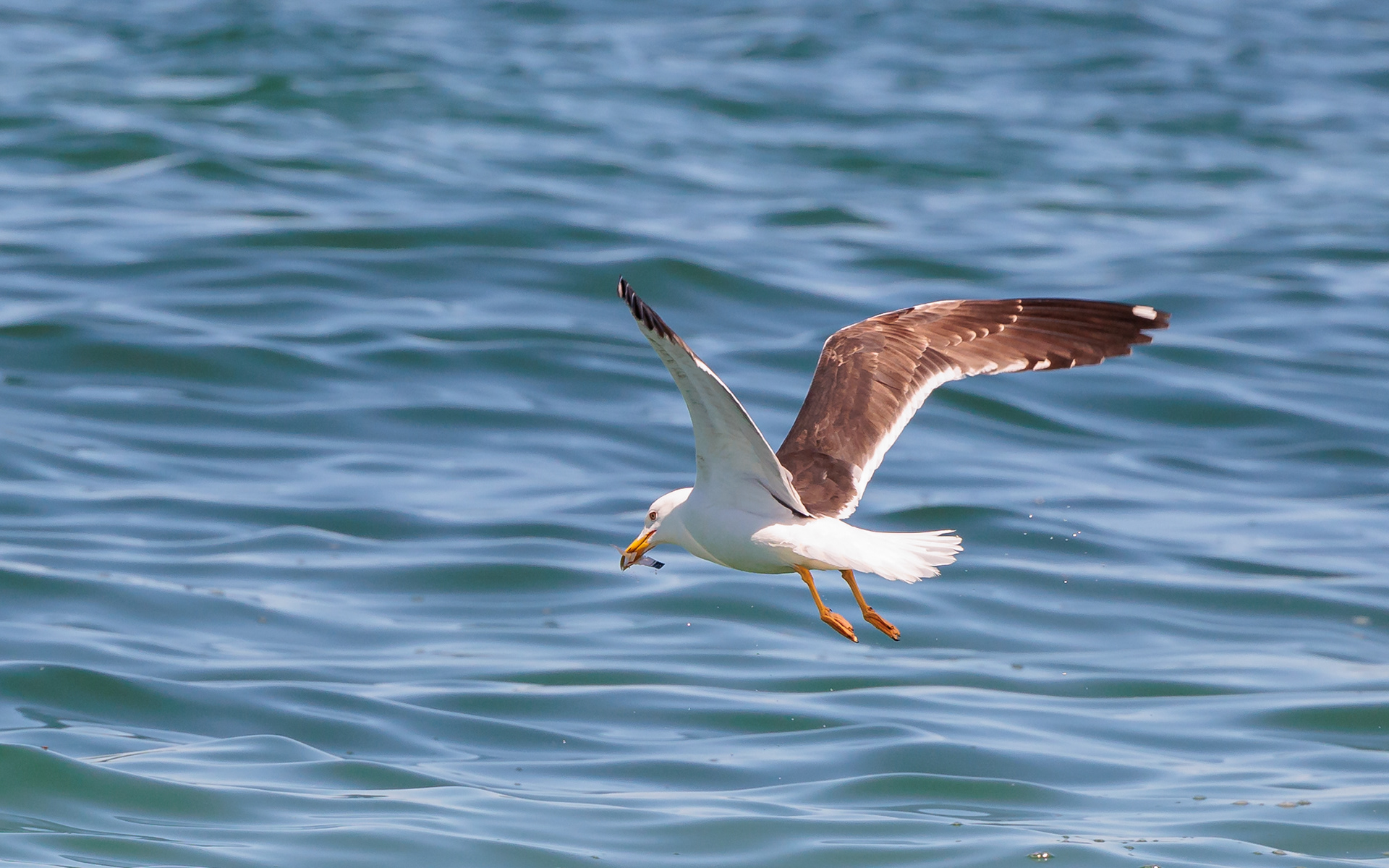 Sildemåge. Bulbjerg