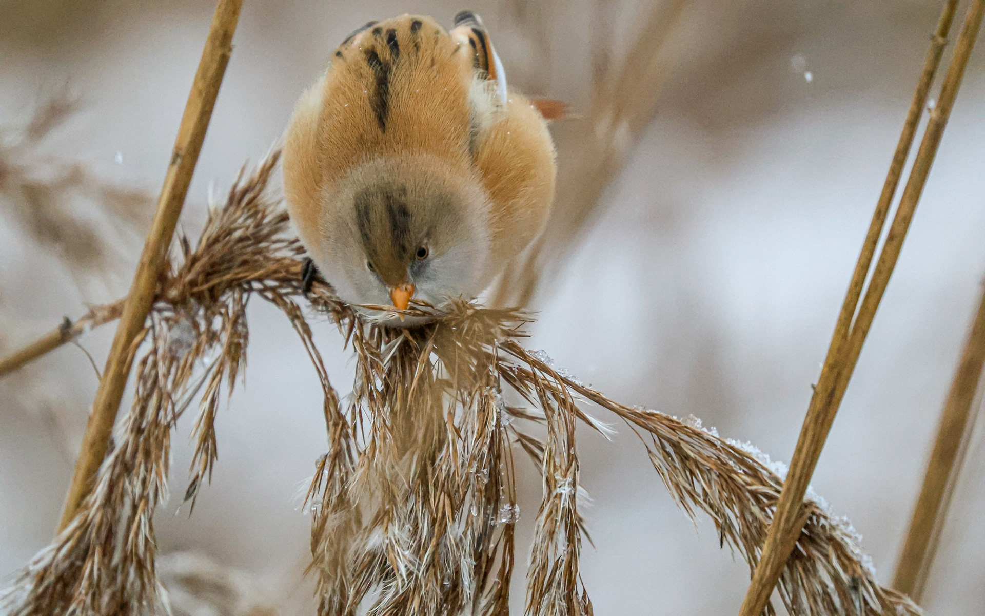 Skægmejser i Lille Vildmose
