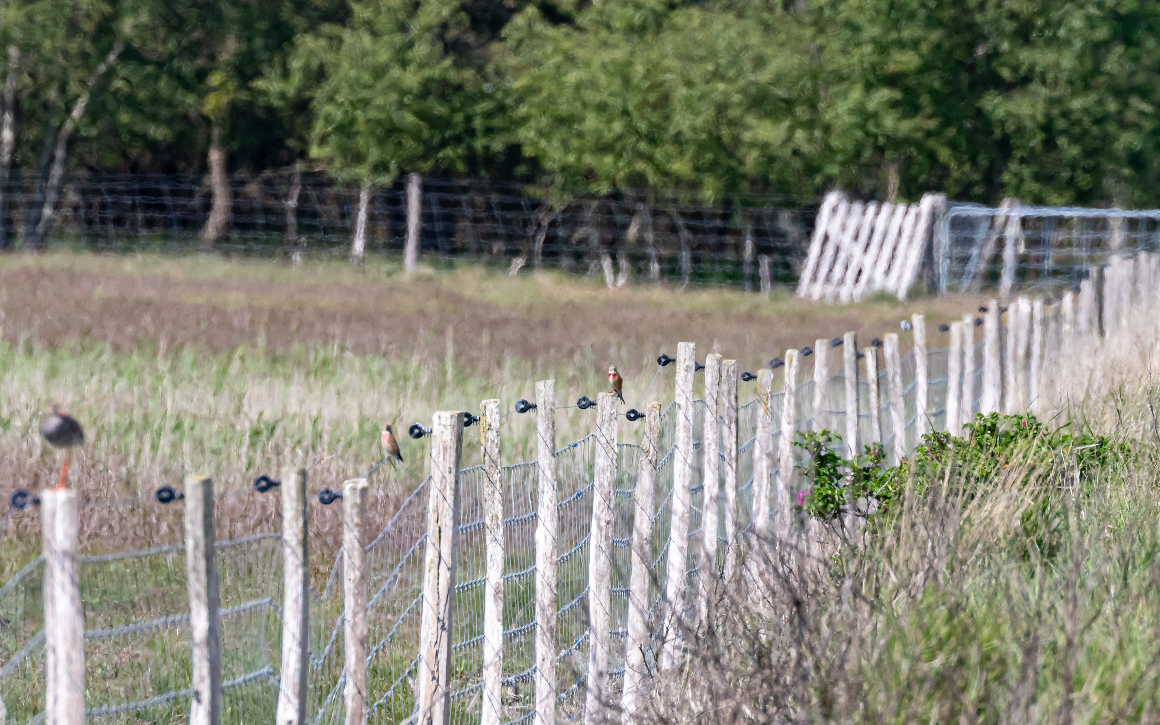 Rødben fik besøg af to tornirisker