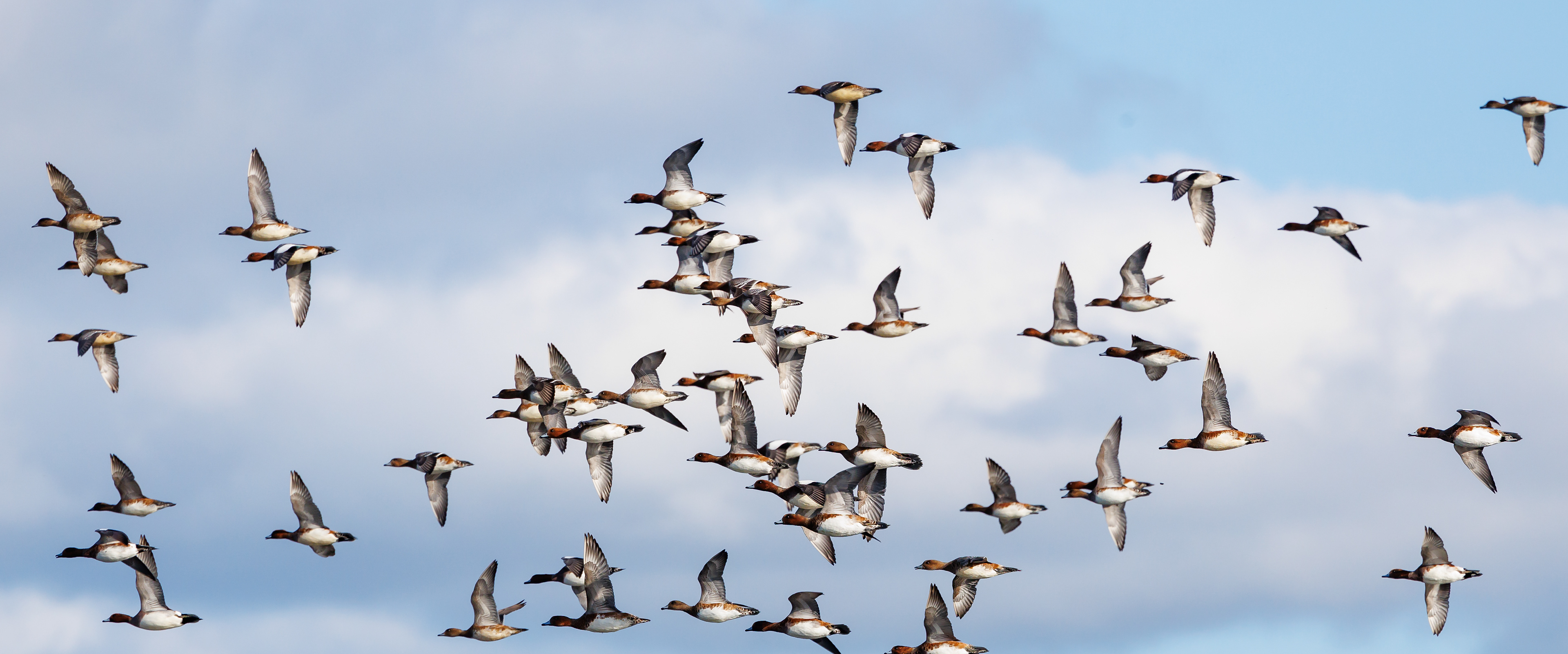 Pibeænder over Juelstrup Sø