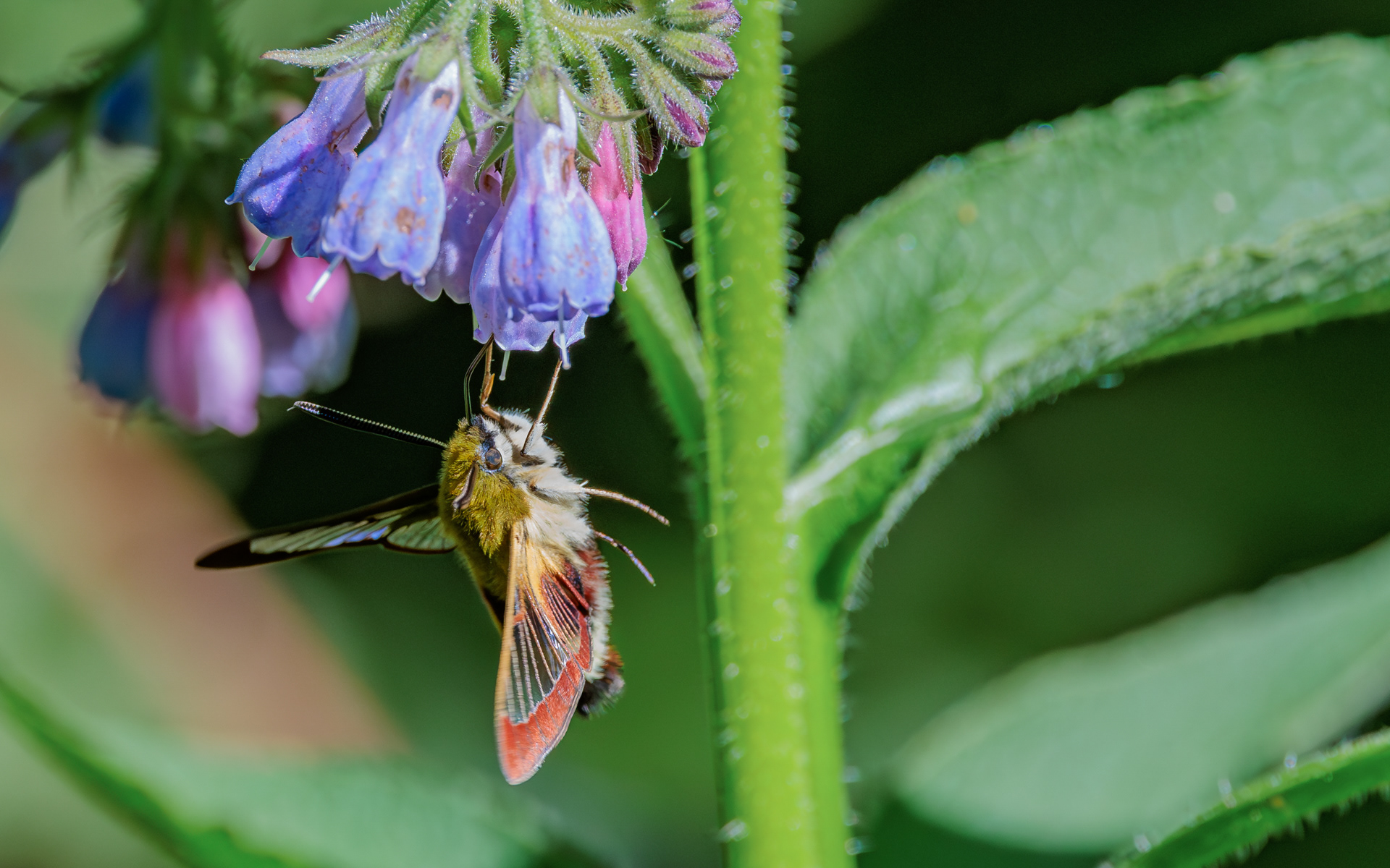 Bredrandet humlebisværmer. Stien til Kaffepletten