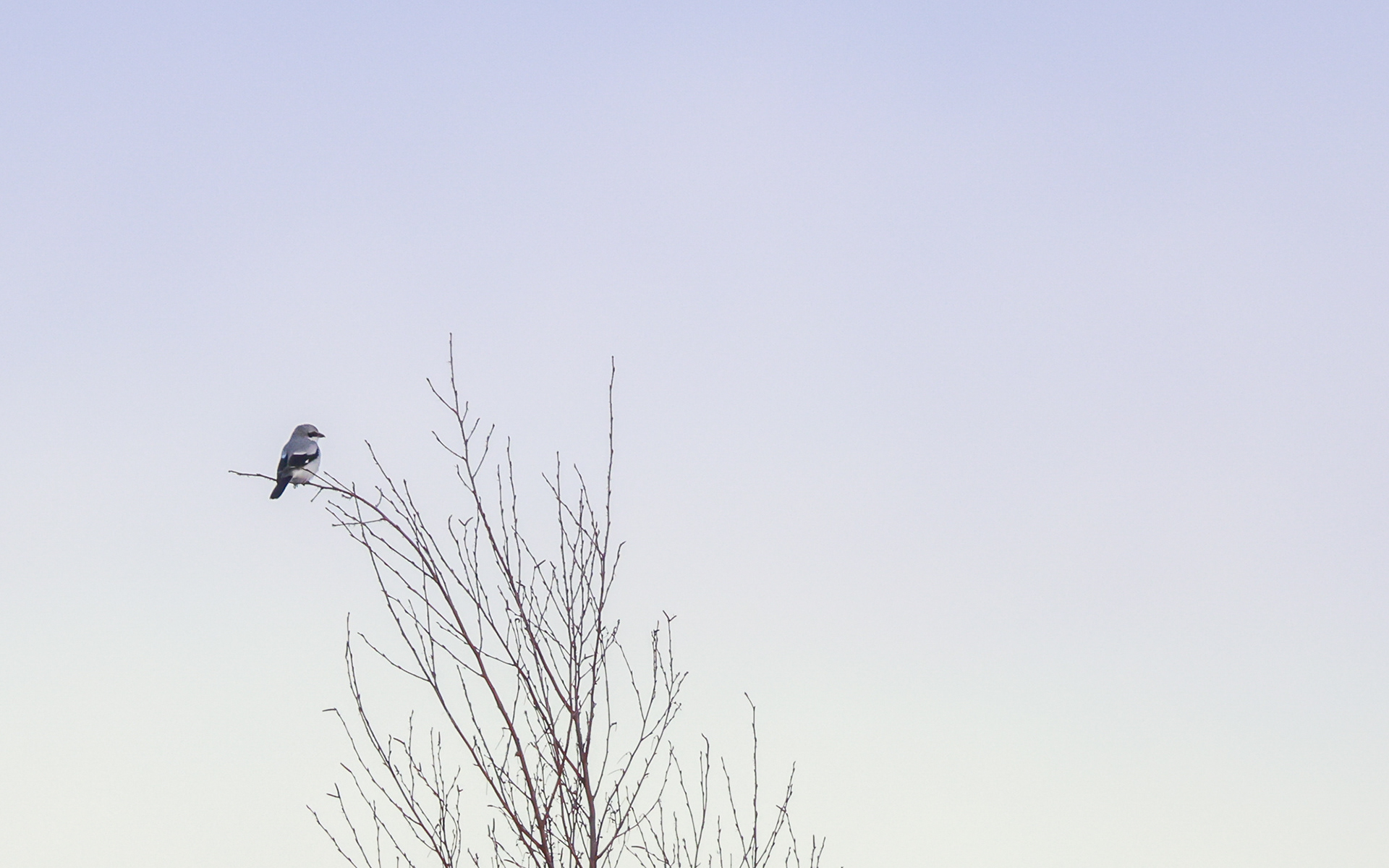 Stor tornskade. Lille Vildmose