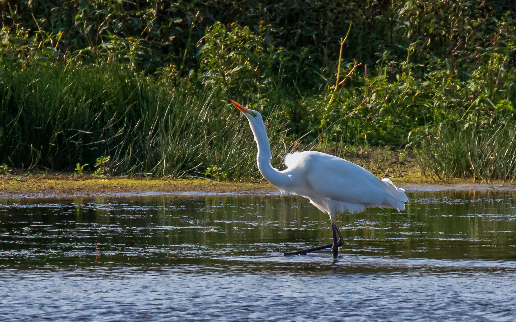 Sølvhejre i Birkesø
