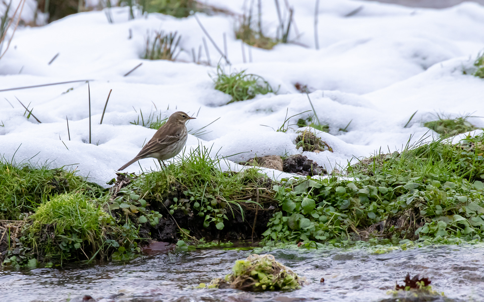 Bjergpiber ved Ravnkilde