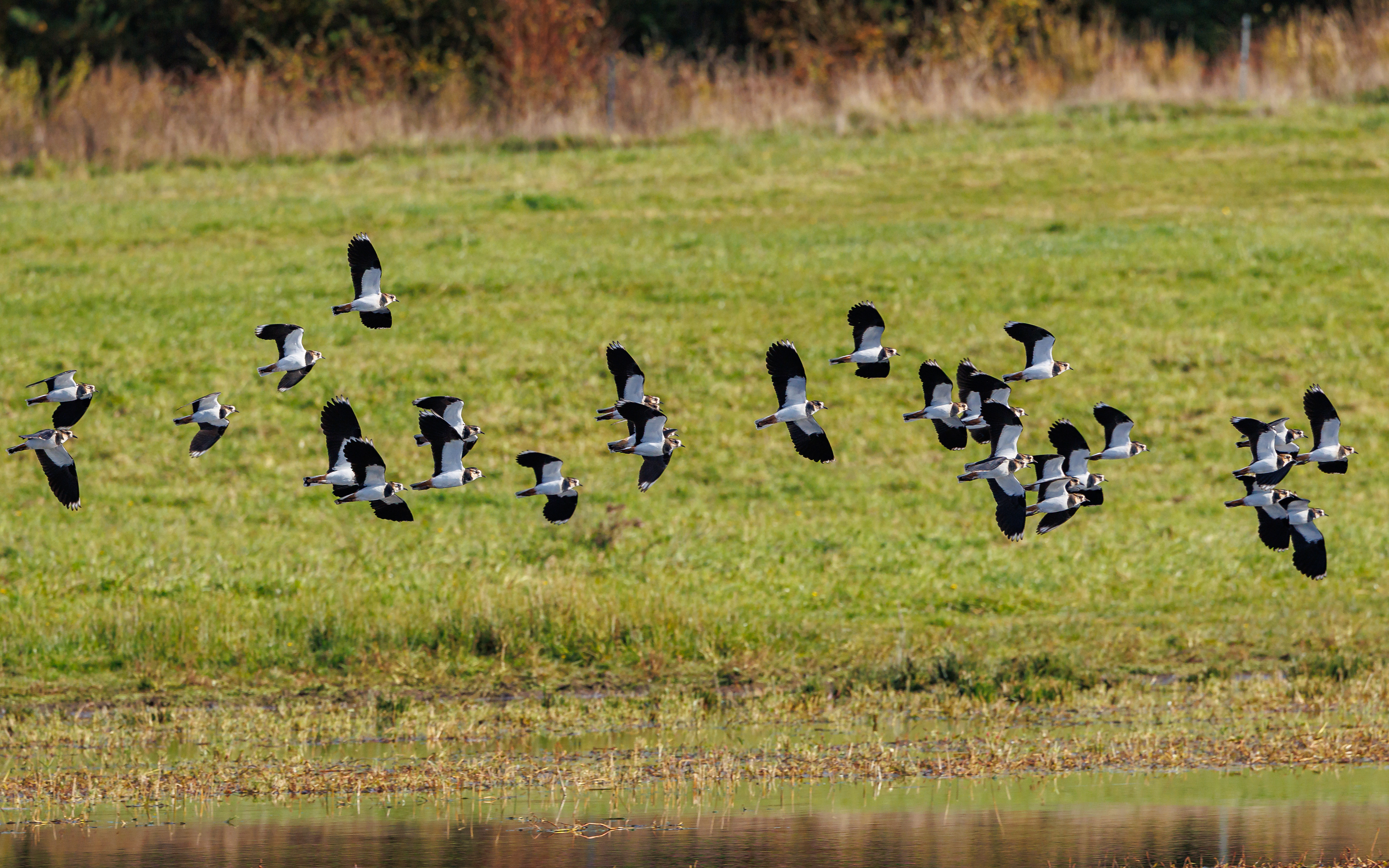 Viber over Juelstrup Sø