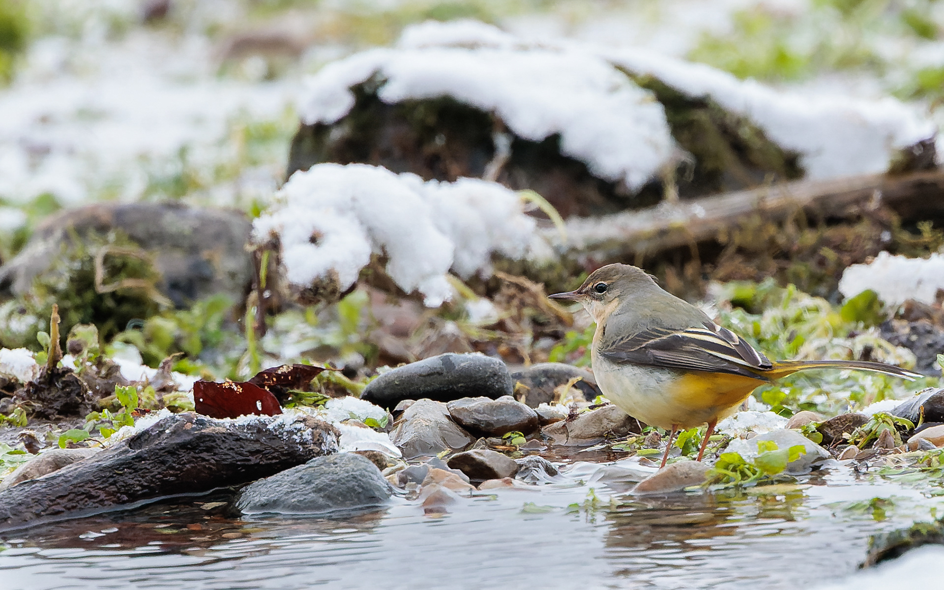 Bjergvipstjert i Ravnkilden