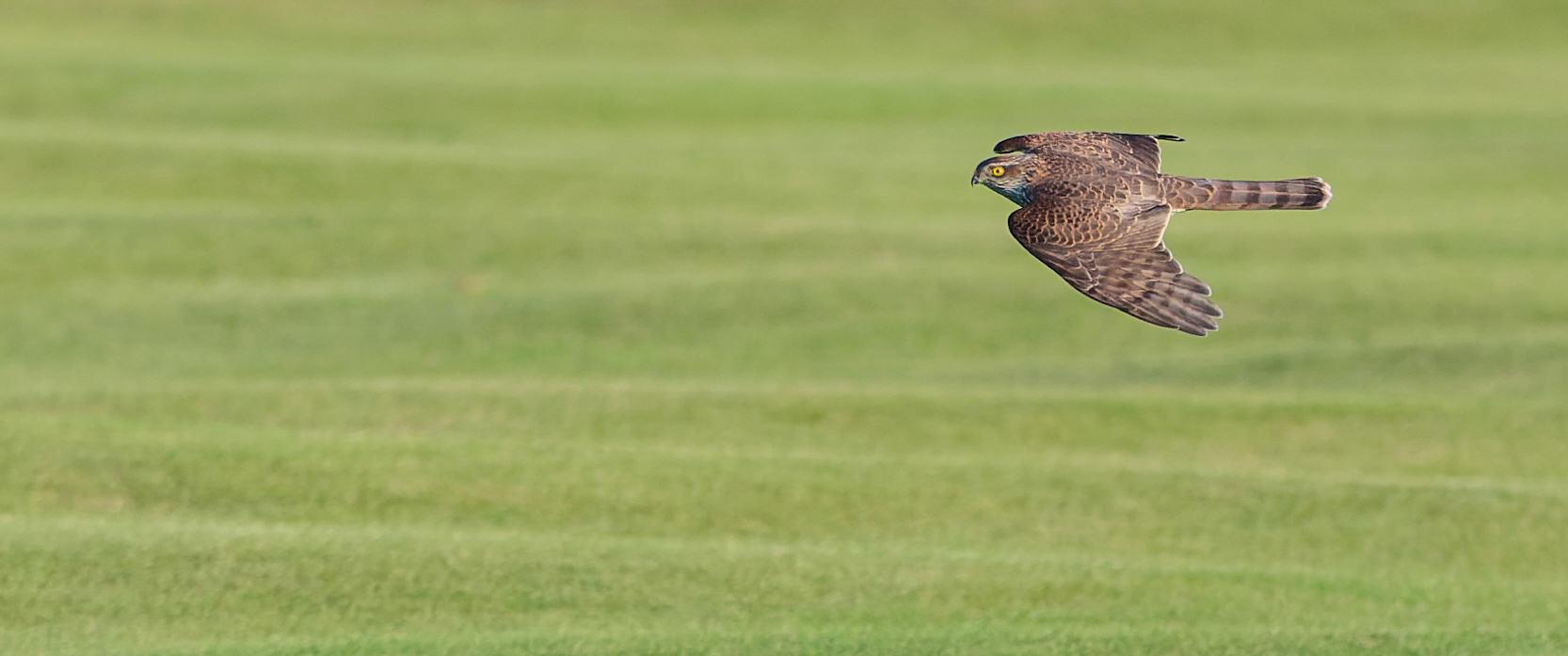Spurvehøg over Falsterbos Golfbane