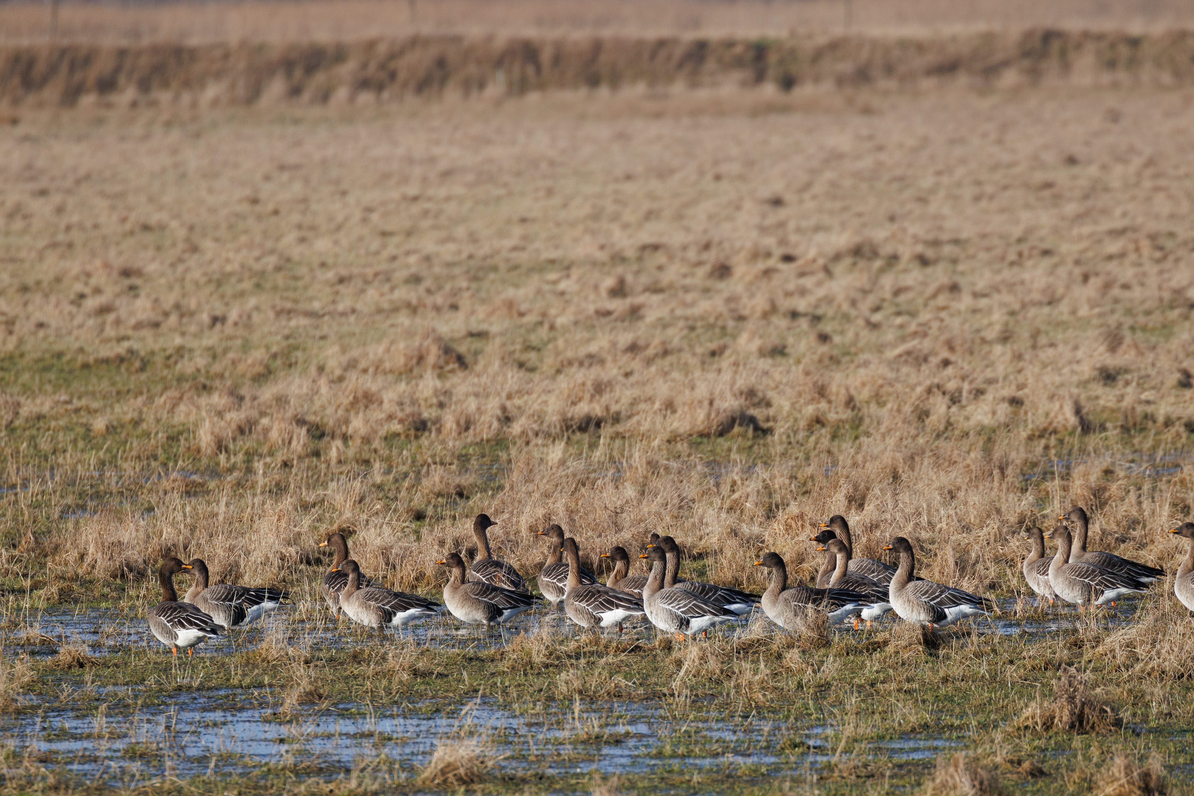 Sædgæs - Lille Vildmose