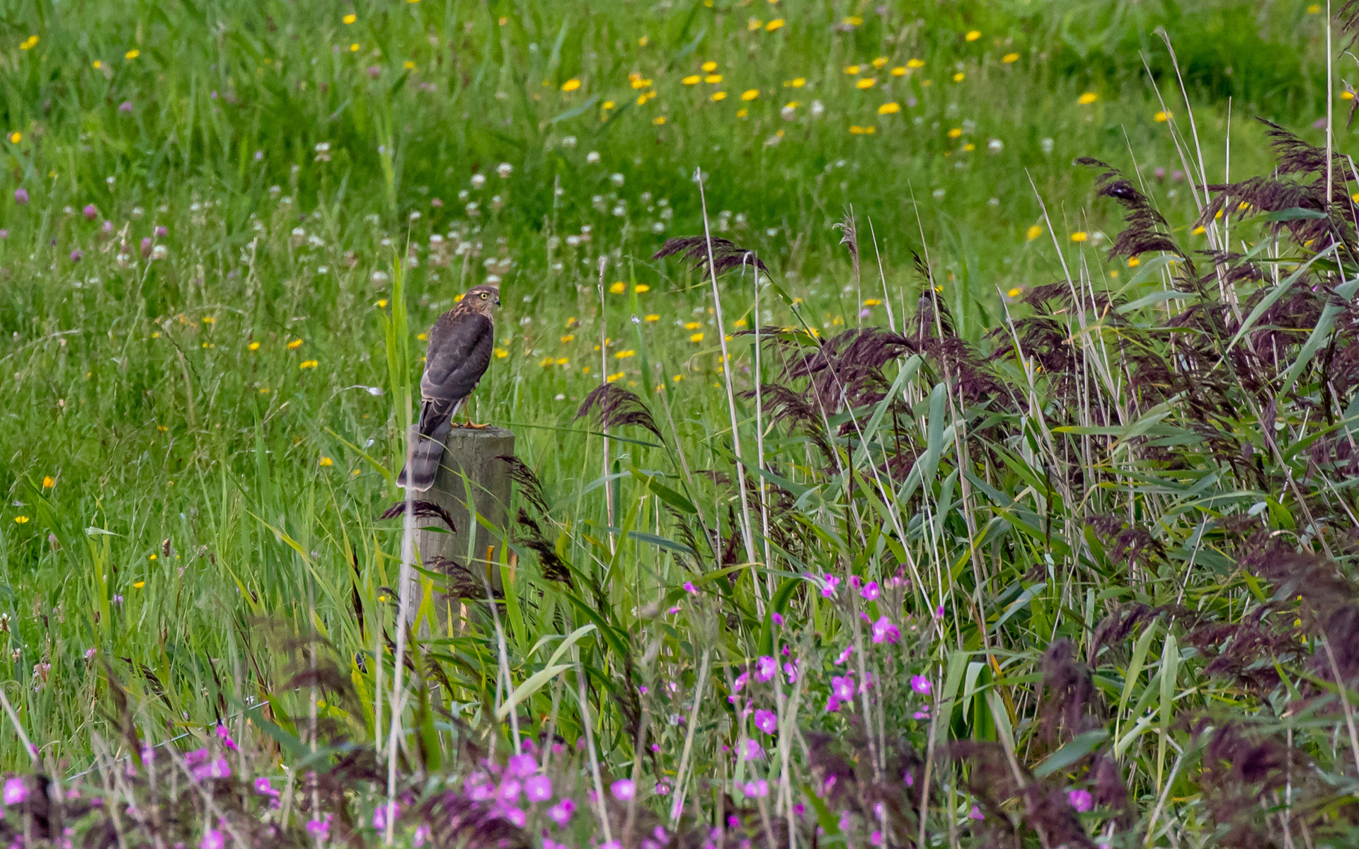 Spurvehøg ved kraptårnet