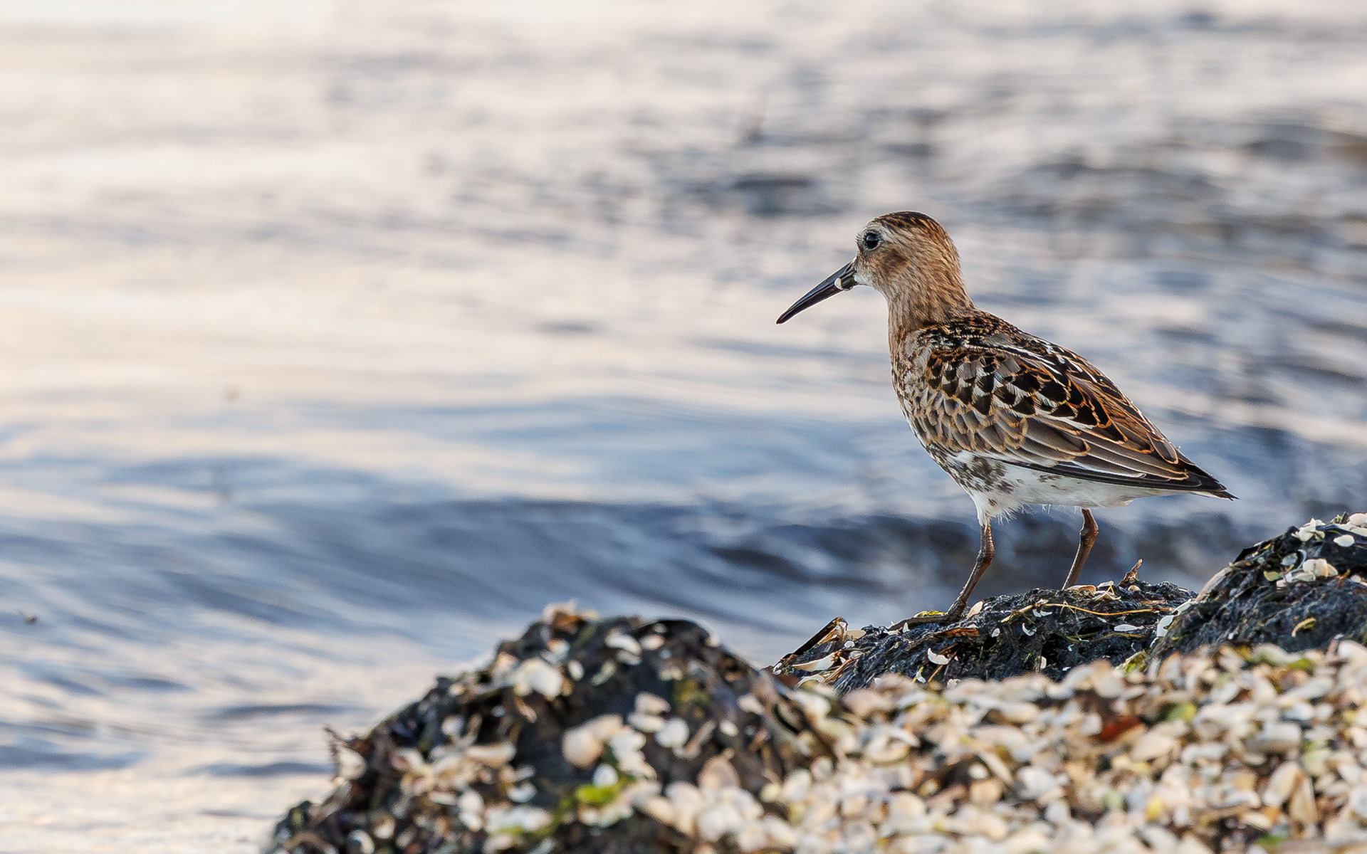Almindelig ryle. Stensnæs