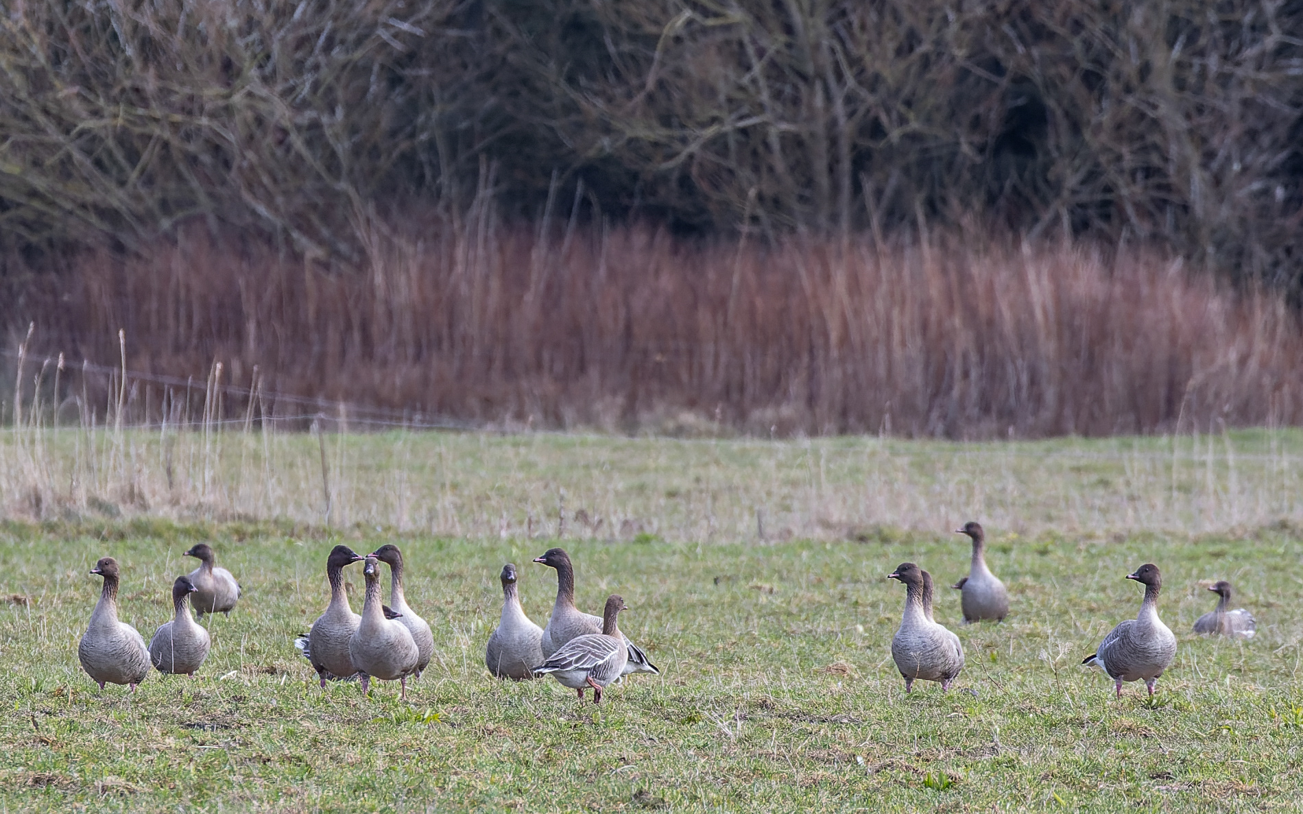 Kortnæbbet gæs. Vejlerne