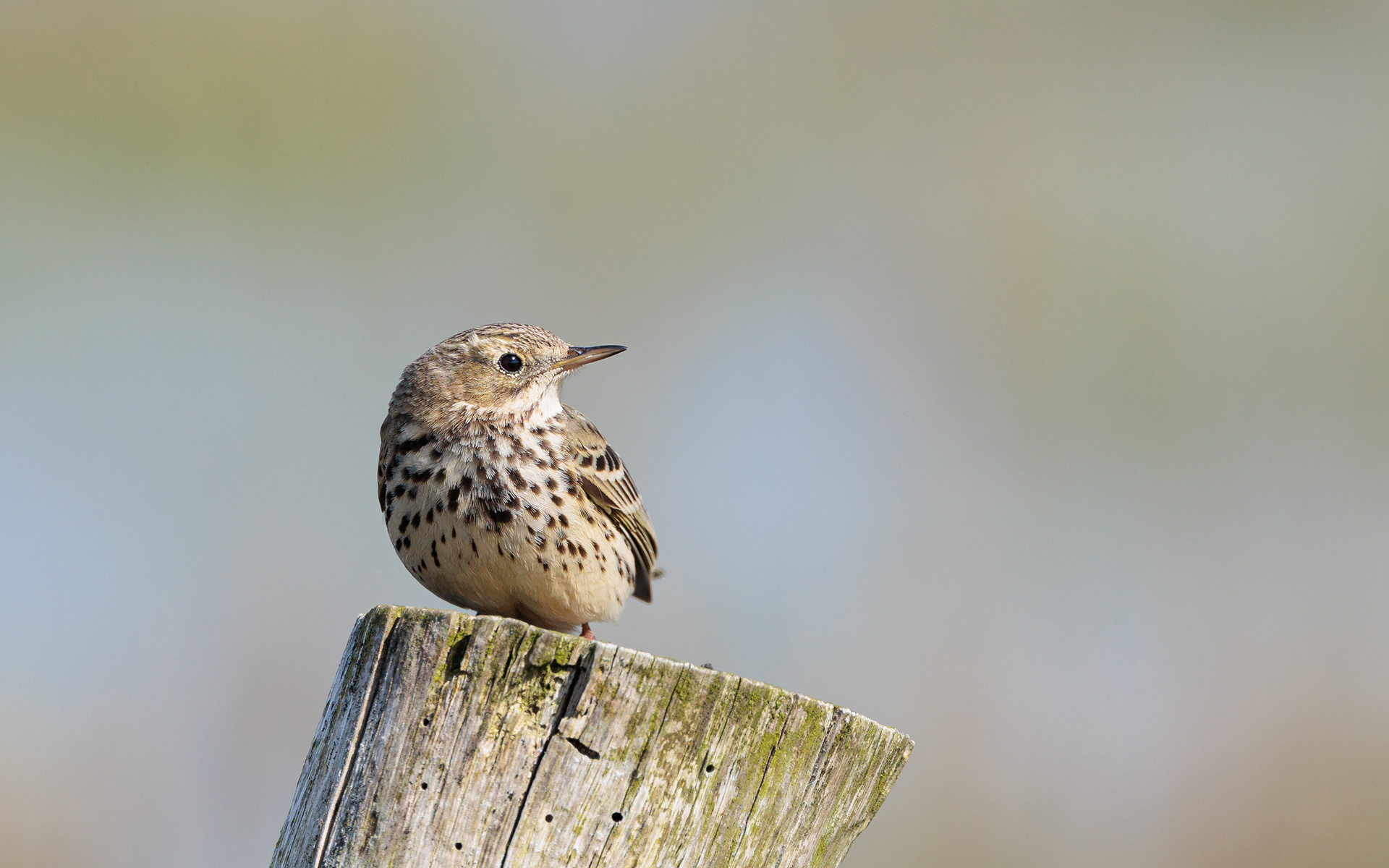 Engpiber ( Engpiber-biotop, men måske lidt for kraftigt næb og for tynde flankestriber - så måske skovpiber?). Værnengene 17. april