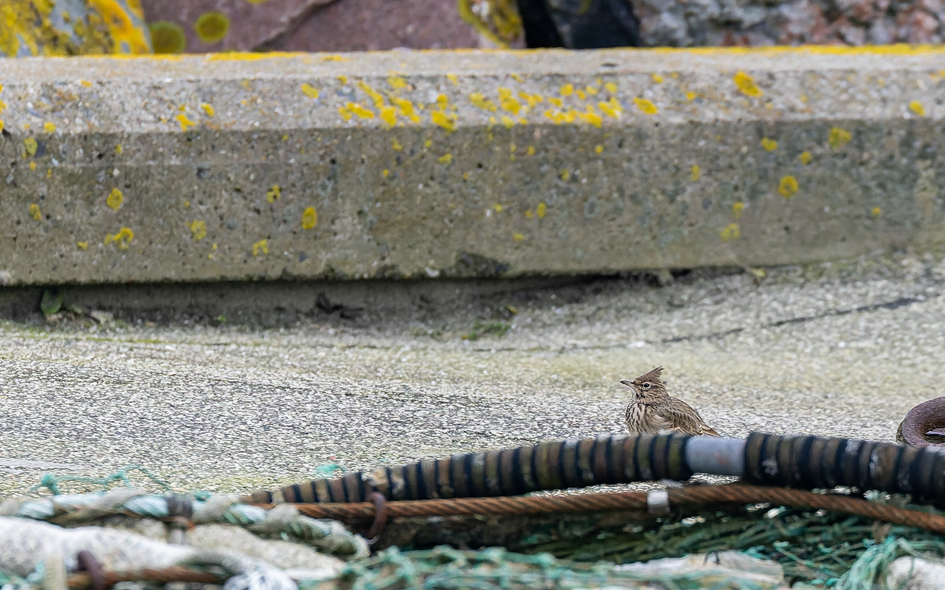Toplærke - Hirtshals Havn