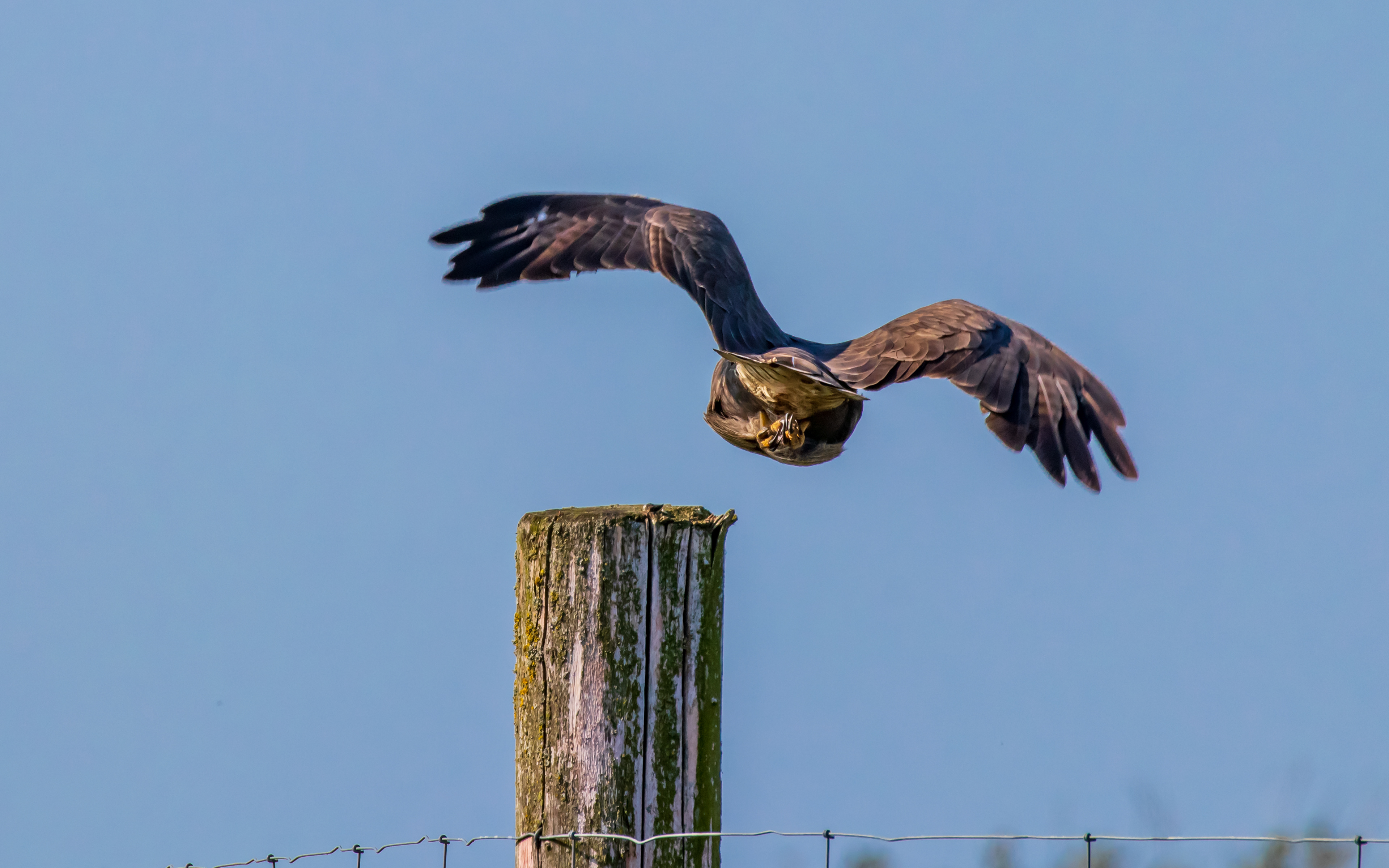 Nærbillede af musvåge på Hegnsvej