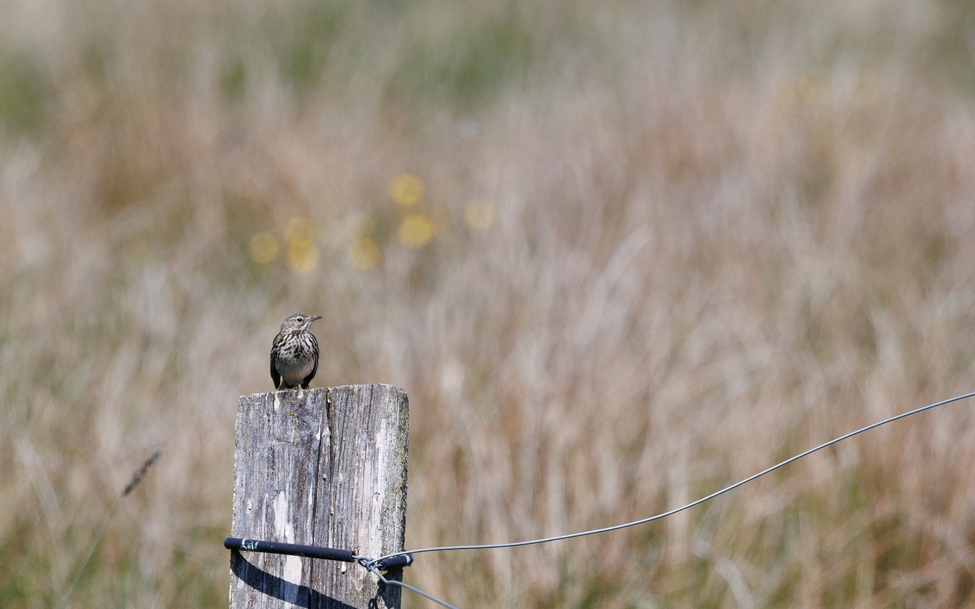 Engpiber. Gravlev Ådal
