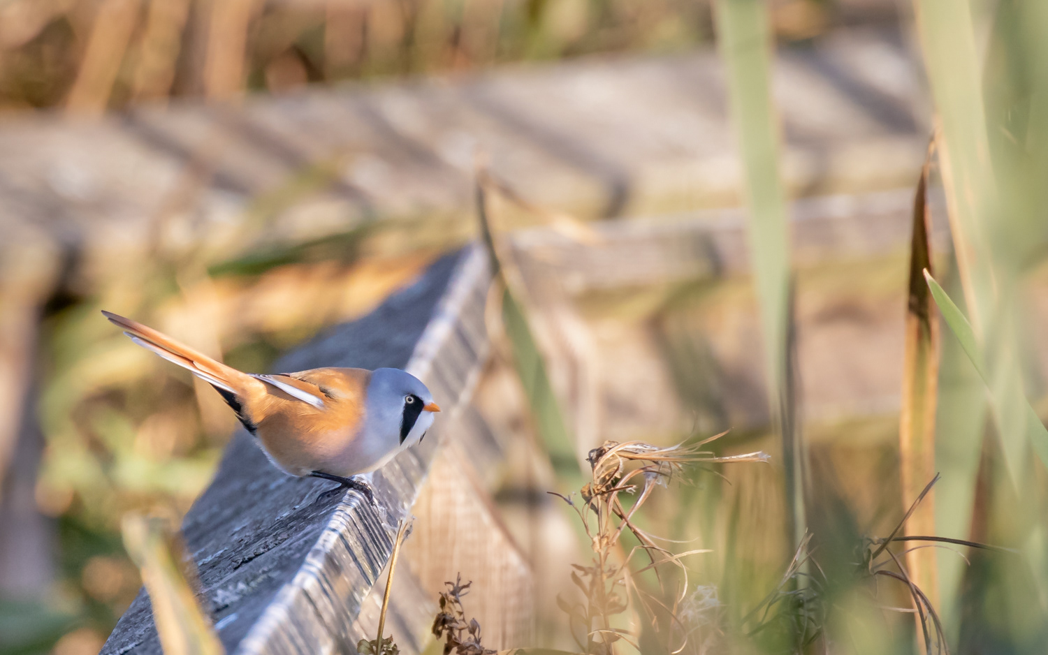 Skægmejse - Han Vejle, Vejlerne