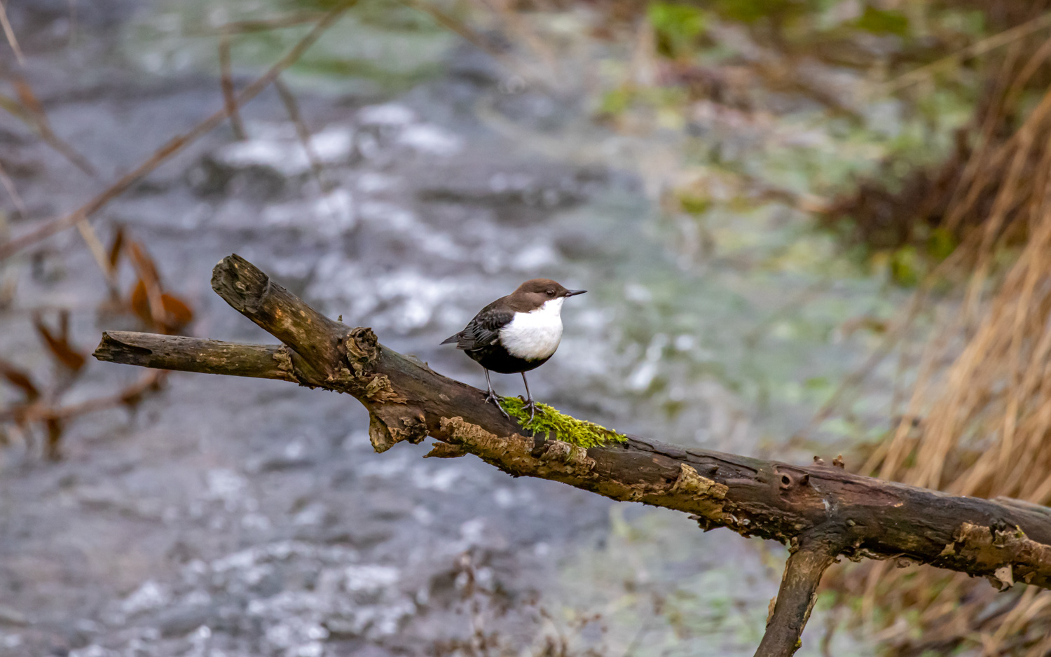 Vandstær i Kovads Bæk