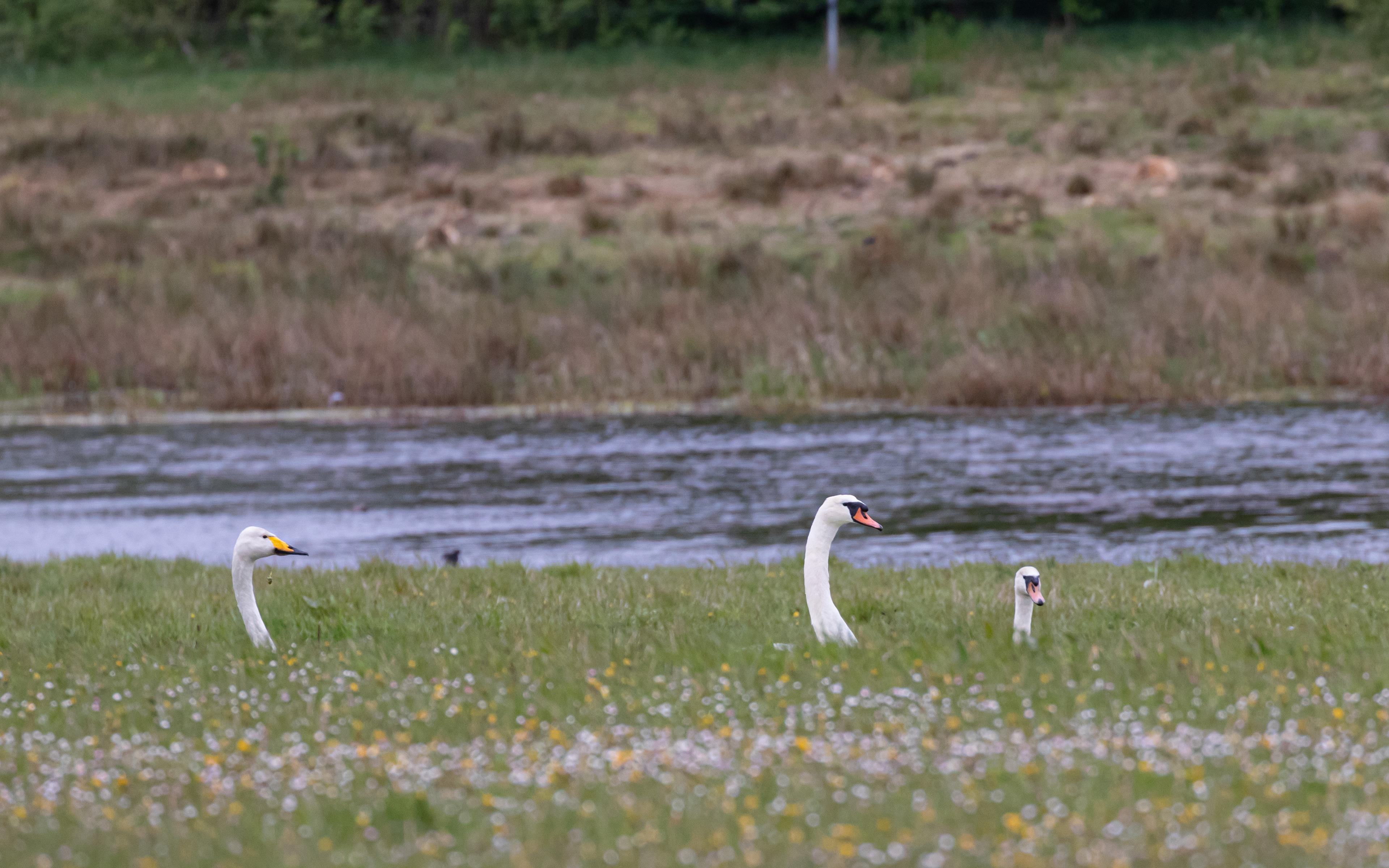 Knopsvaner og sangsvane