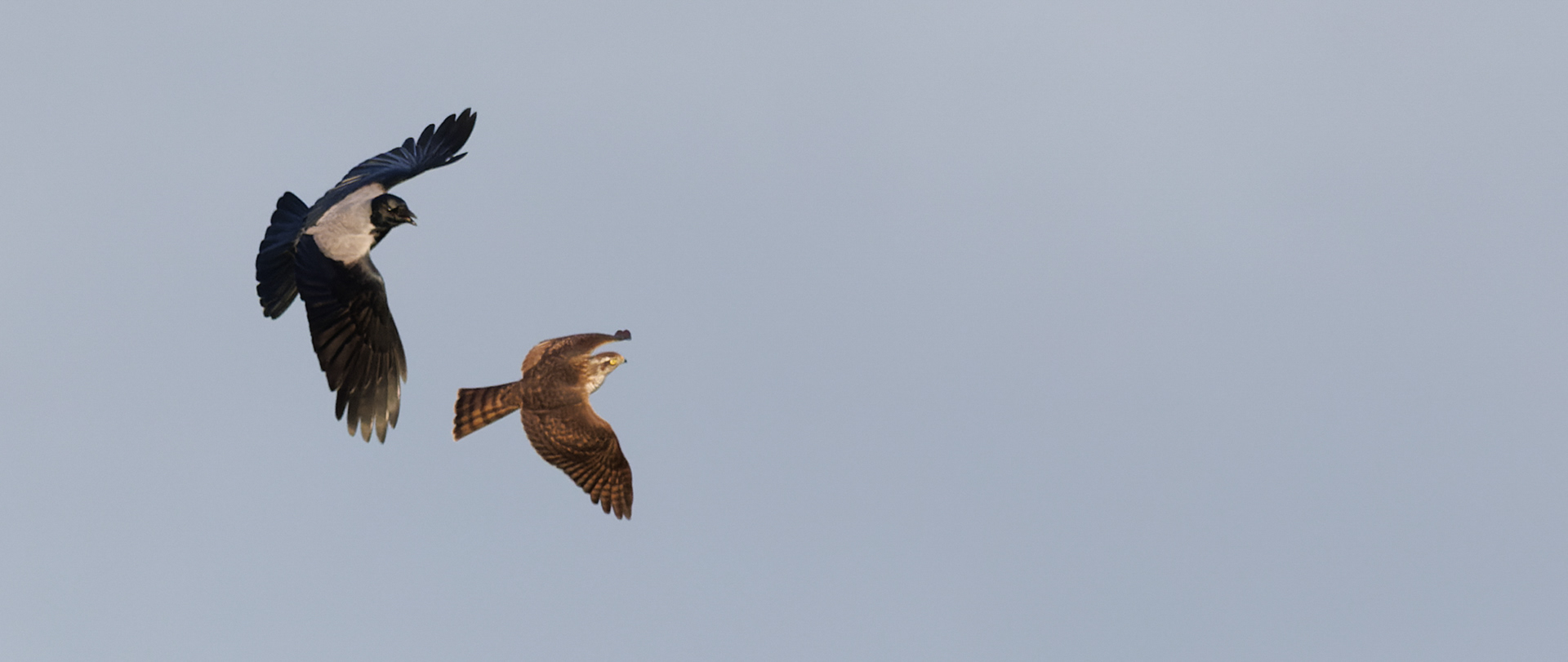 Spurvehøg chikaneres af gråkrage