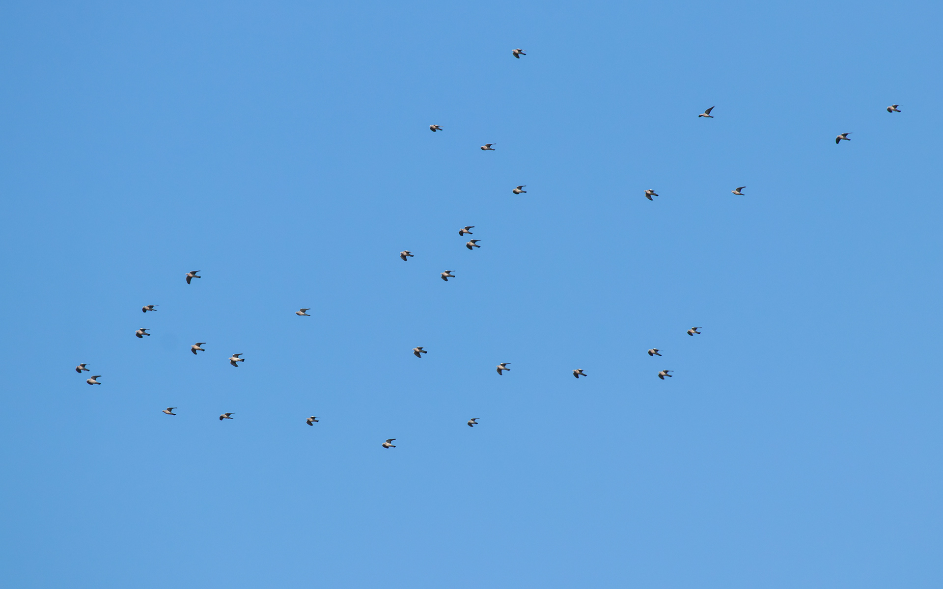 Duer på vej mod Øresund/Østersøen