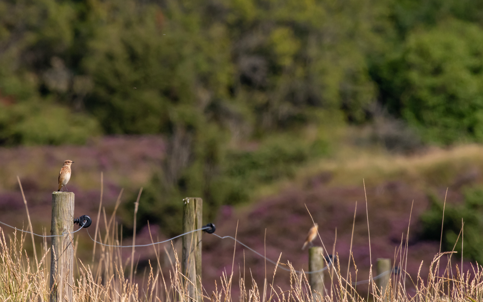 Bynkefugle i Gravlev Ådal