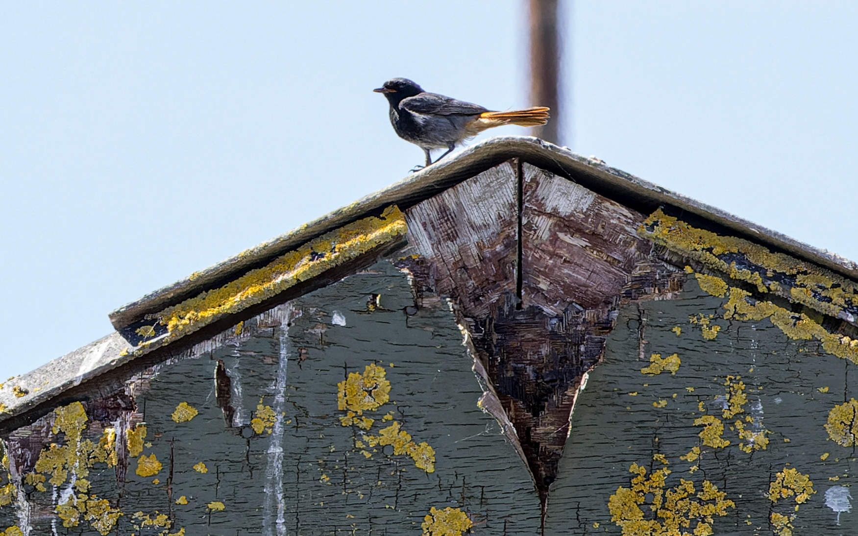 Husrødstjert, han. Hals Havn