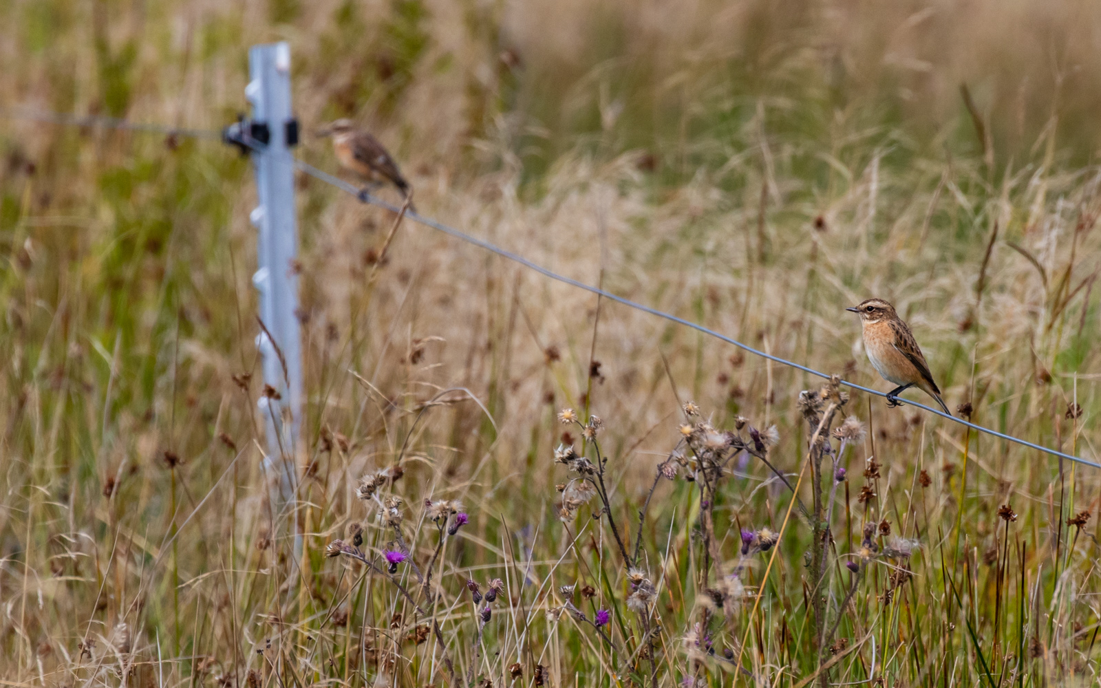 Bynkefugl i Gravlev Ådal